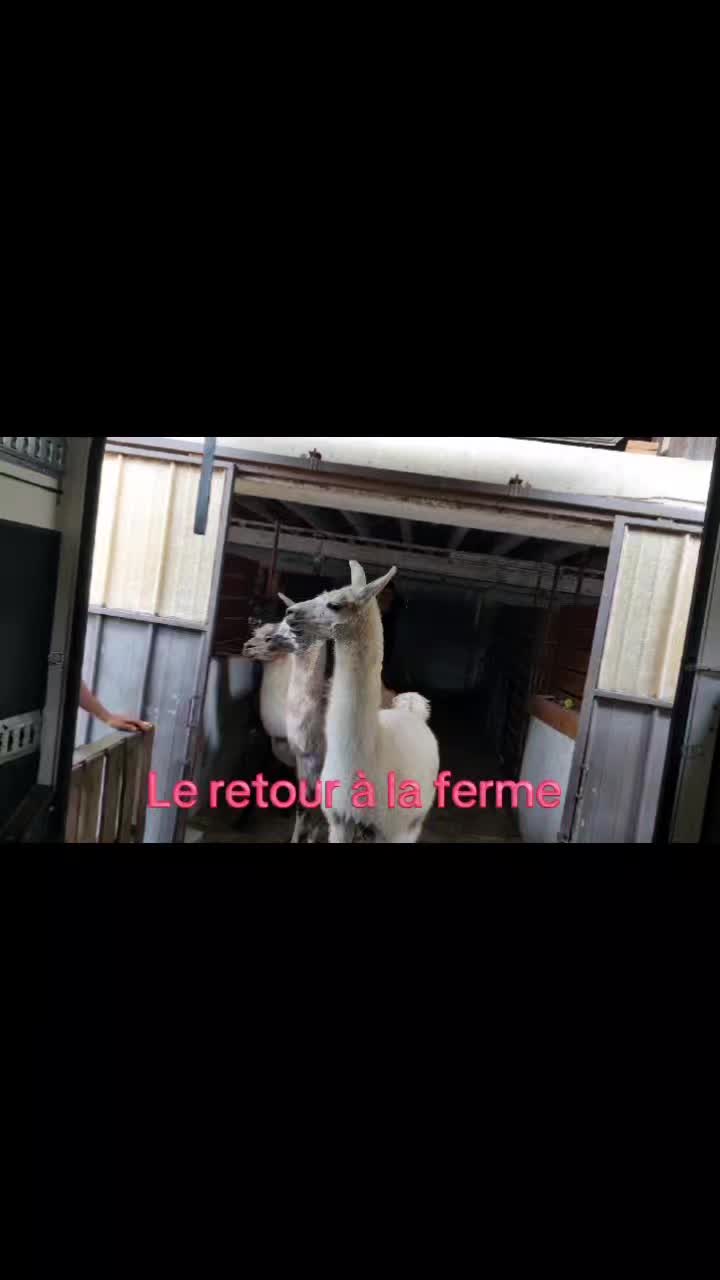 Le retour des lamas à #fermepédagogique des 2 Cocottes entre #bourgenbresse et #mâcon sur la commune de #saintdidierdaussiat dans #ain
#lama #bourgognefranchecomte #bourgenbressedestinations #sortieenfamille #sortieenfant #lyon #bellevilleenbeaujolais #chalonsursaone