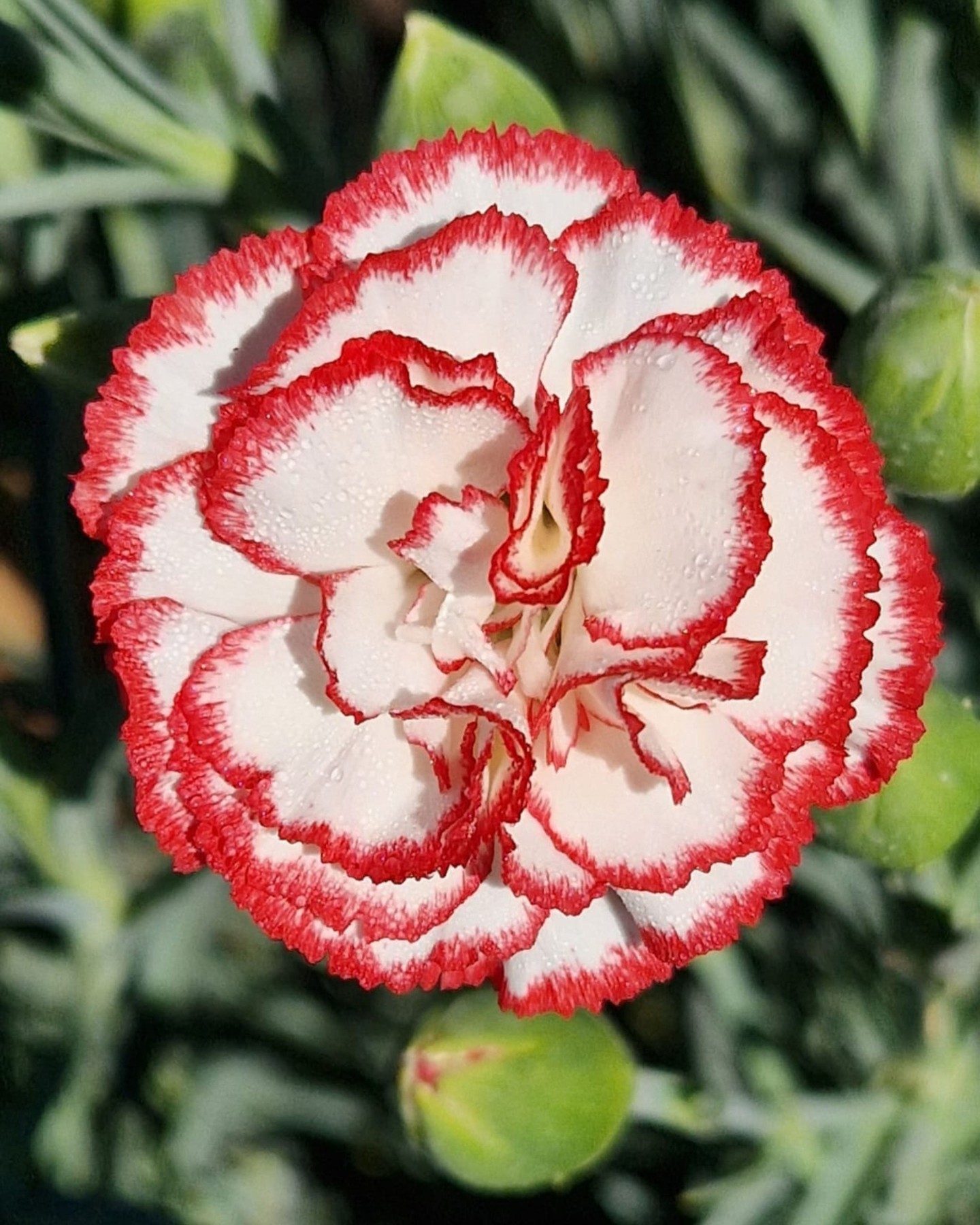 fiori impeccabili che decorano con il loro colore, portando bellezza e amore 🌸
Thripis, Emya IV, Ascoma e Verde all'avvanguardia per una floricoltura che rende #fiori a lunga durata, #beefriendly, a residuo zero, con colori intensi e pieni di vita per una qualità di prima classe. 🌱
intact - creating the path for a new agriculture 🧡
#intactsolutions #zeroresidue #zeroresidueagriculture #agricolturasostenibile