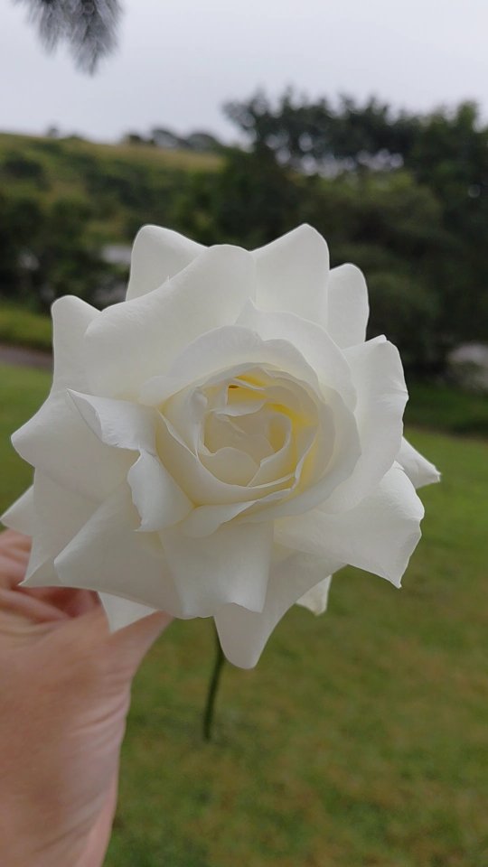 Taking a moment to appreciate a simple white rose. Natural and then reflexed...
Which do you prefer?
#weddingflowersdecor #kznflorist #ballitoweddings #floraldesign #floraltrends #lovenorthcoast #weddingflorist #reflexedroses
