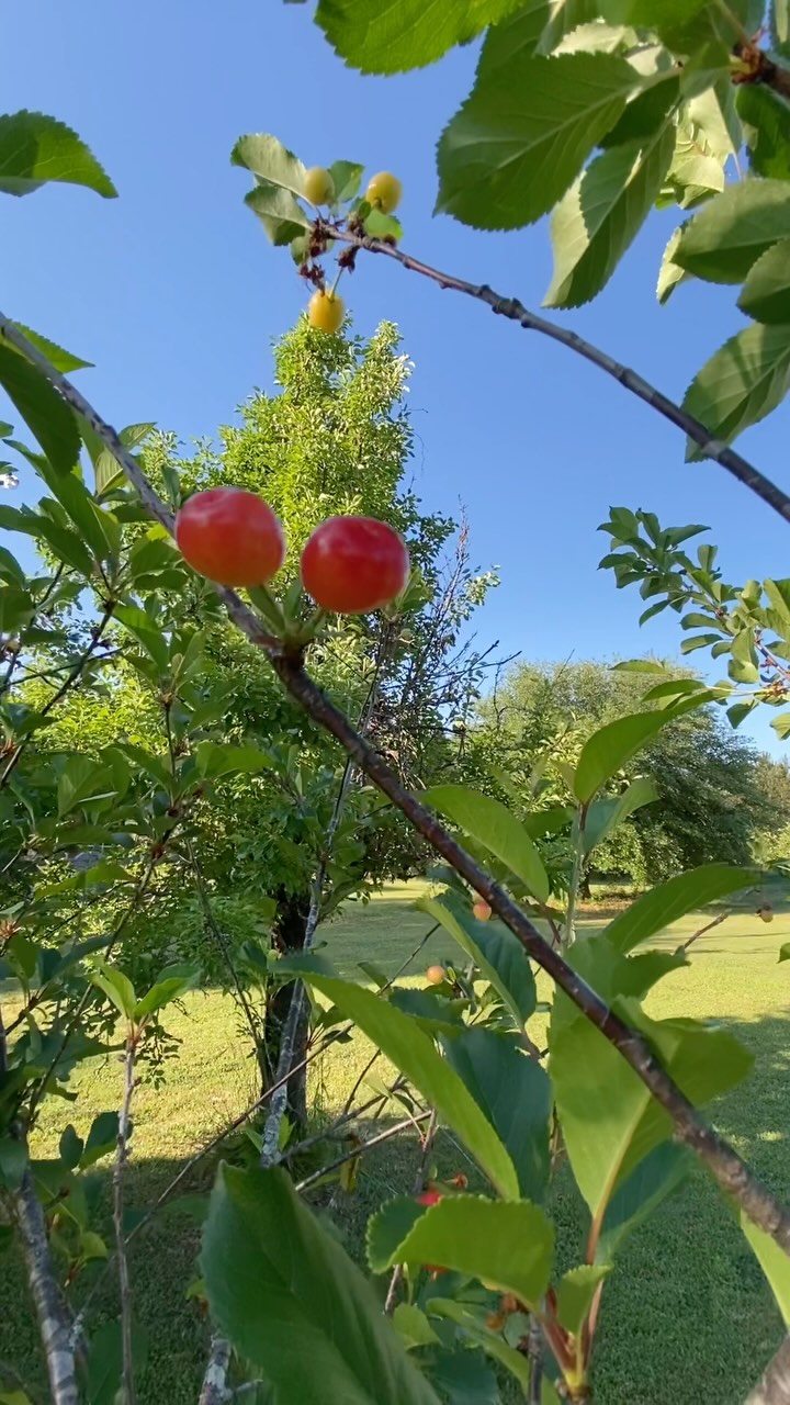 Excited we might get a few cherries this year.
How many animals can you identify in the background?? 🤪