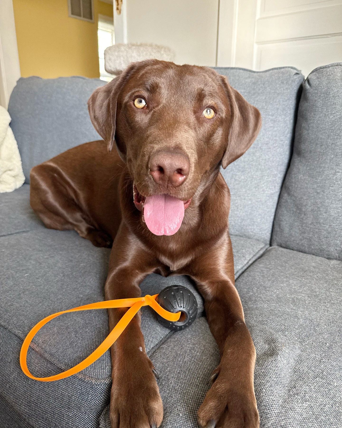 Toss, tug, and chew! Our durable foam ball toys can handle it all and even float for some swimming fun! Keep and eye out for new ball colors launching this summer 👀
What new colors are you hoping to see?