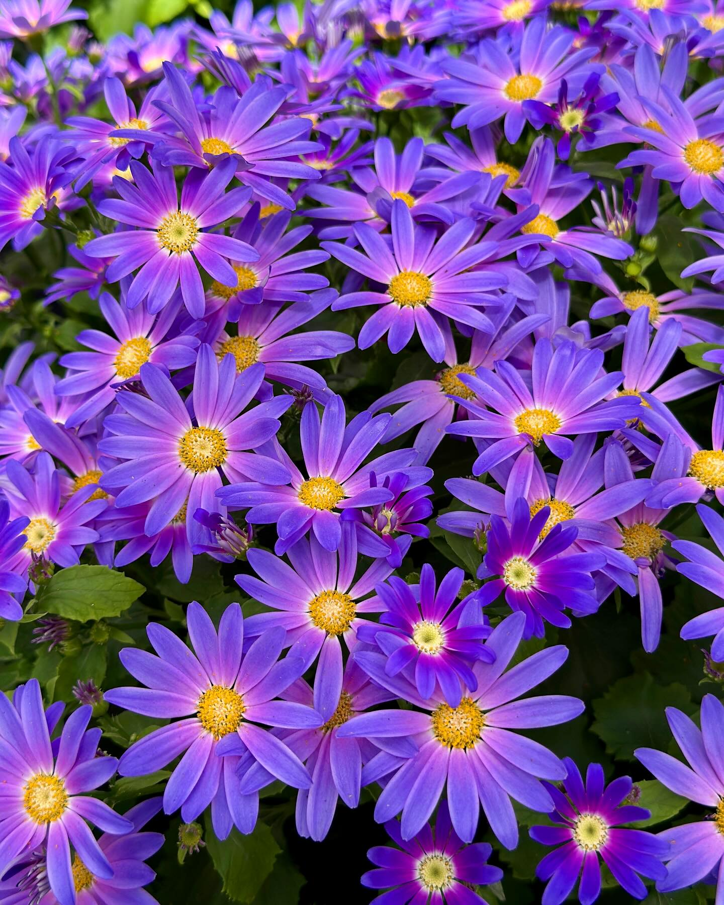 Which color Senetti is your favorite?