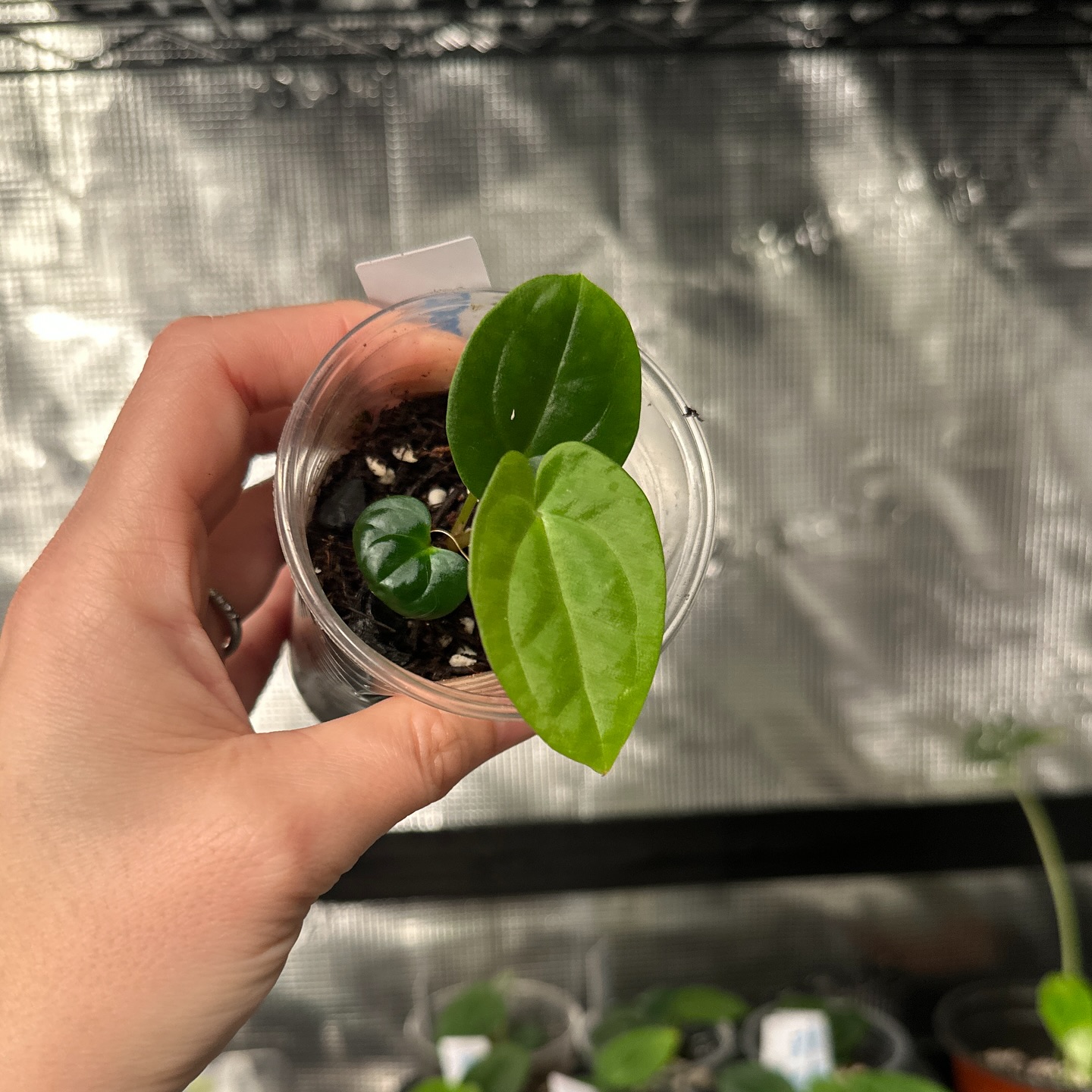 A. Dark Pap x Antolakii BVEP seedling
For sale - Buyers choice
Dm for price and photos
3-4 leaf seedling - 10 available
#anthurium #anthuriumhybrids #anthuriumpapillilaminum #anthuriumbvep #aroidsociety #aroidsaddict #aroidlover #aroidsofinstagram #rarehouseplants #rareplants #houseplantcollector #houseplantjungle #houseplantcommunity #velvety #velvetfoliage