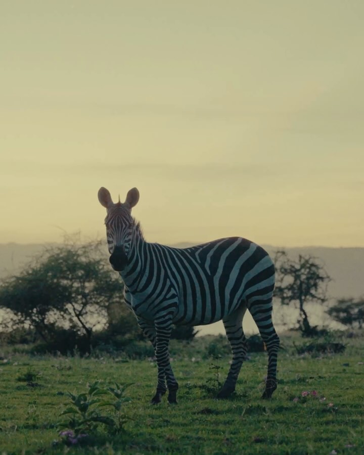 Just wrapped filming the perfect sunset dinner at the stunning @suricatabomalodge , right on the edge of Lake Manyara – golden light, pure magic… and then suddenly: zebras. 🌅🦓
Out of nowhere, they crossed the background – and that was our cue. Together with our guide @gerald.erasto , we went on foot into the bush, step by step, adrenaline kicking in. 👣
The sound of crickets, the calls of birds, the crunch of dry branches underfoot… The atmosphere was unreal. No jeep. No barrier. Just us, the camera and the wild. 🦗🦜🎥
That moment when you hold your breath in silence and hear the snort of a zebra, just meters away… pure goosebumps.✨
#LakeManyara #ZebraTracking #TanzaniaVibes #SuricataBomaLodge #WildlifeFootage #BehindTheScenes #AfricanSunset #FilmingInTheWild #AdrenalineRush #BushMagic #GoldenHourAfrica #WildAtHeart #tanzania #commerical #documentary #lakemanyaranationalpark #safari #zebra #wildlife #natgeo