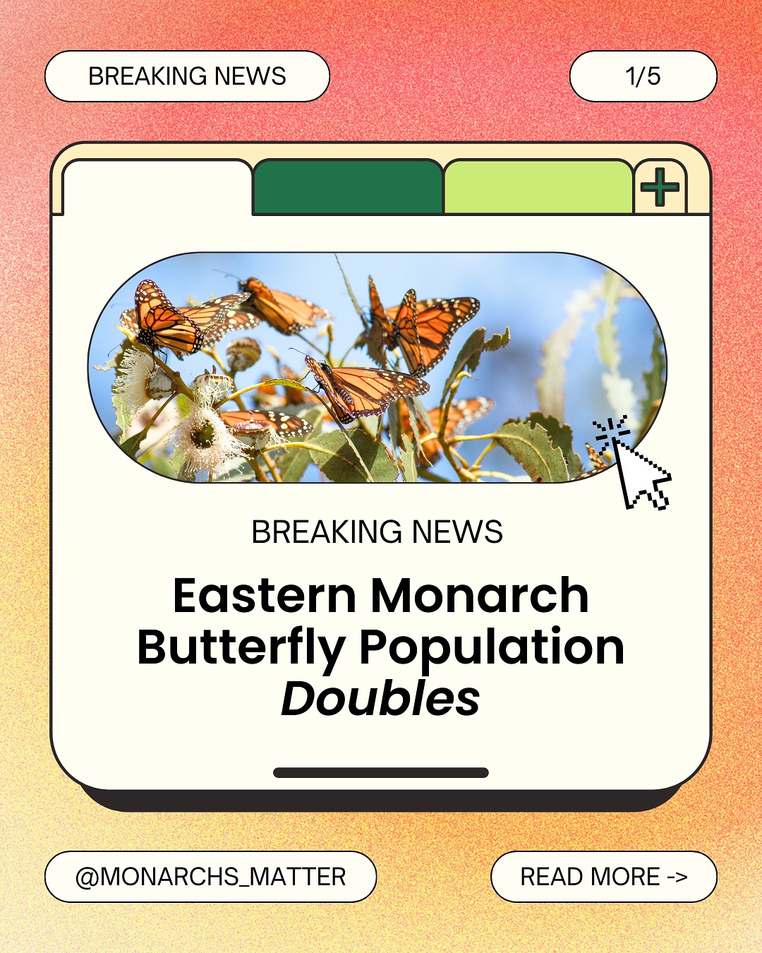 🌎 Happy Earth Week! 🙌
As we celebrate our planet and all the beauty it brings, here is an exciting update on the monarch butterflies this year! However, monarchs still need our help to restore their populations to safe levels.
🌲Learn how you can reforest the Monarch Butterfly Biosphere Reserve with @forestsformonarchs at MonarchsMatter.net/reforest-overwintering-habitat
#monarchsmatter #forestsformonarchs #monarchbutterflies #deforestation #threatenedspecies #restorehabitat #nativehabitat #biospherereserve #treeplanting #plantatree #overwintering #hibernation