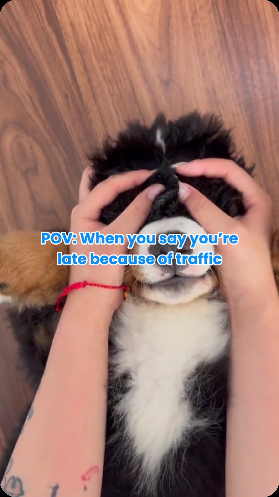 I swear there was a huge accident… just didn’t mention it involved puppy eyes and a squeaky toy.
#petlife #doglife #puppylife #dogoftheday #puppyoftheday #dogmom #dogmomlife #sweetpuppy