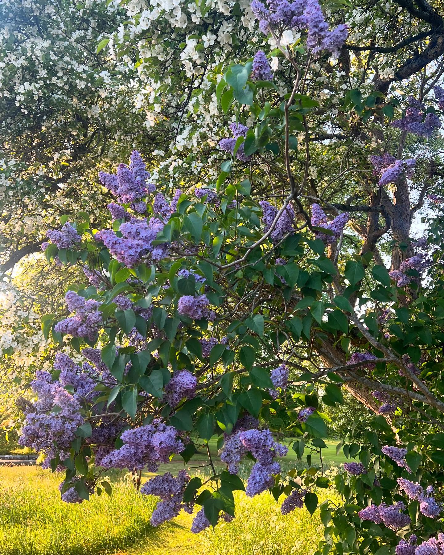 I always love lilac time