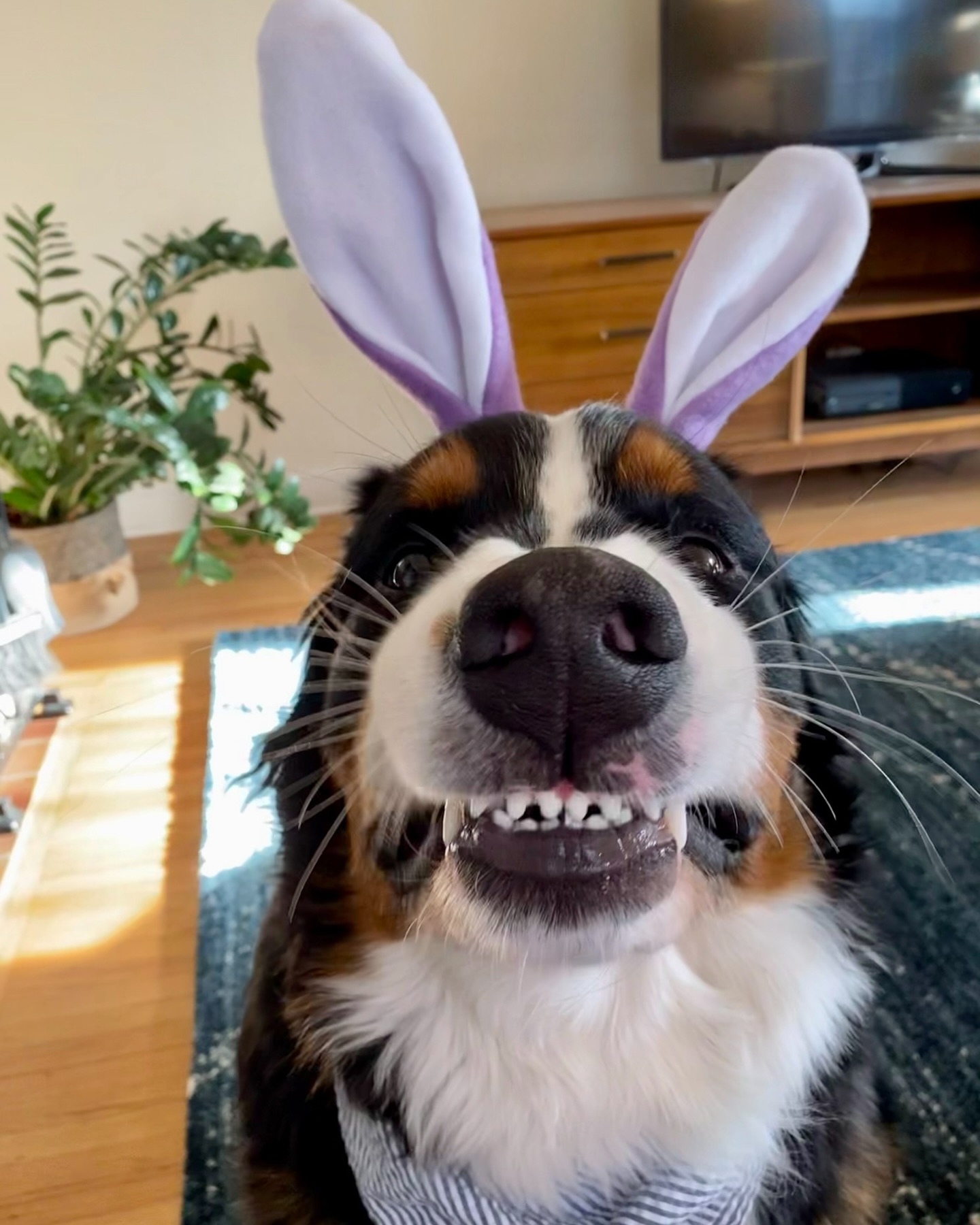 Hippity hoppity - it’s the Easter Bernie!
Wishing all our friends a happy Easter! 🐣