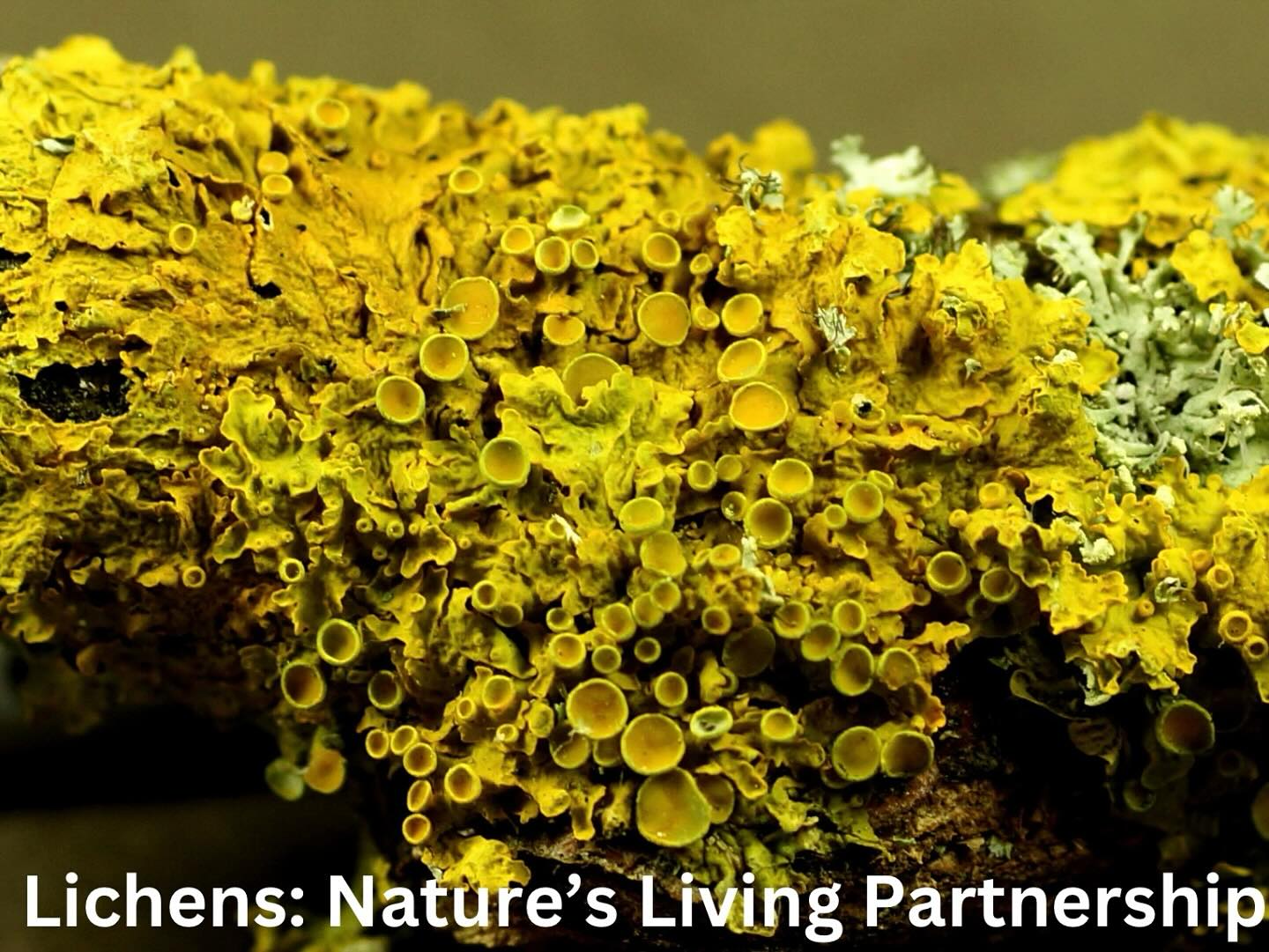 Lichens are made up of a fungus and an alga or a bacterium. The fungus strands spread over the surface providing a bed. The alga or bacterium nestles inside these strands and uses the sun’s energy to assemble sugar and other nutritious molecules. Together these pairs form lichen.
Lichens cover nearly 10% of the land’s surface, especially in the treeless far north, where winter reigns for most of the year. Lichen color depends on the types of fungi, algae, or bacteria involved. Blue or purple lichens contain blue-green bacteria. Green lichens contain algae. The fungi add yellow or silver pigments to the color mix.
Source: The Forest Unseen, A Year’s Watch in Nature, by David George Haskell