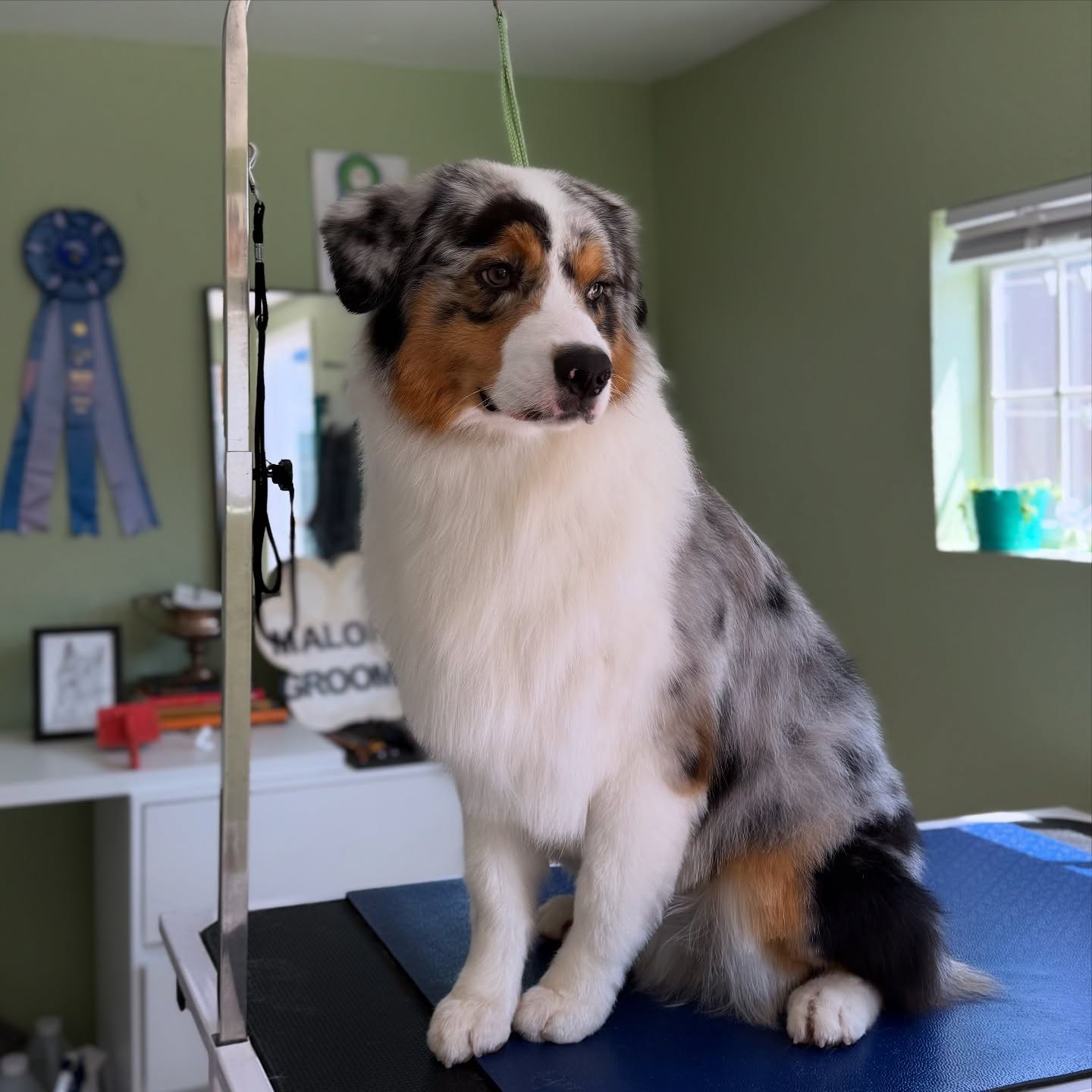 @tatum_thetank visited the other day for a spaw day!
Such a smart and sweet Aussie! 🐶♥️ See you again soon!