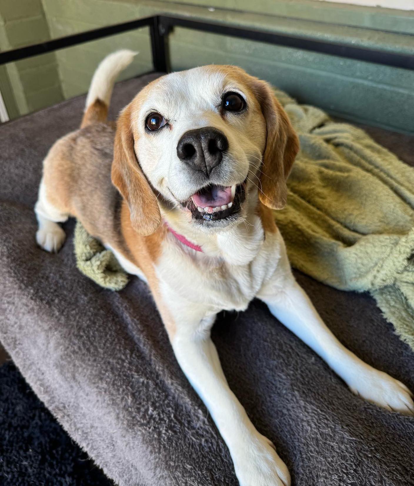 That smile 💚
#smilingdog #happydog #dogboarding #dogboardingkennels #dogsholiday #happybeagle #beaglelovers