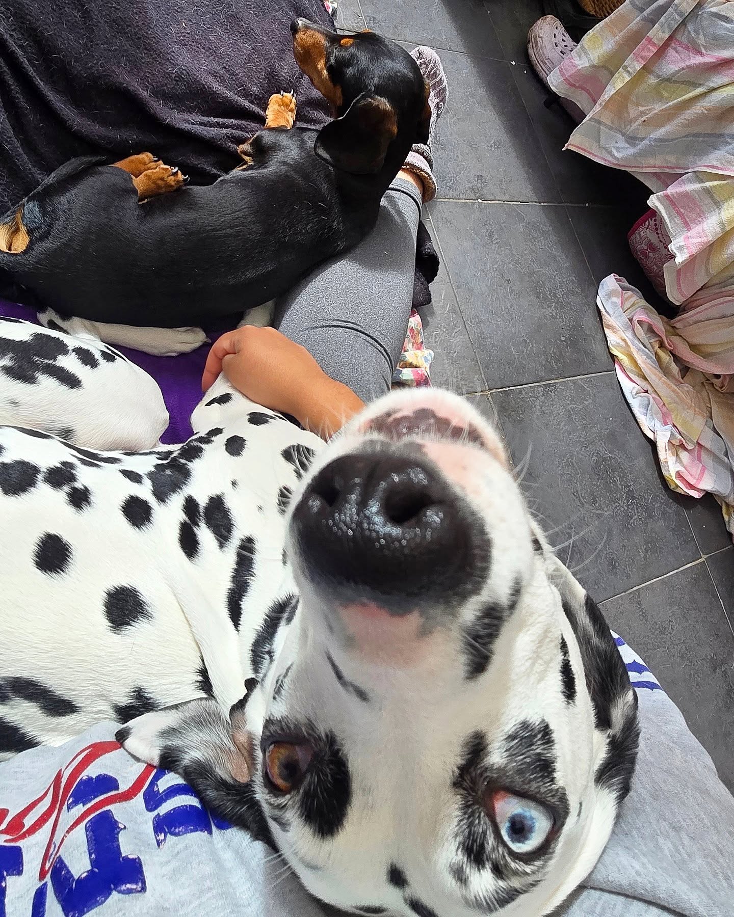 These two are just snuggly lovebugs. Sunbathing together 🥰 Got my dose of lovings from them with a 2 day sit for Bluebell & chip 🤍🖤
#dachshund #dalmatian #dalmationsofinstagram #dachshundoftheday #dachshundsofinstagram #cute #dog #dogsofinstagram #dogoftheday #doglover #dogsitter #dogtrainer #dogwalker #wigglewaggles