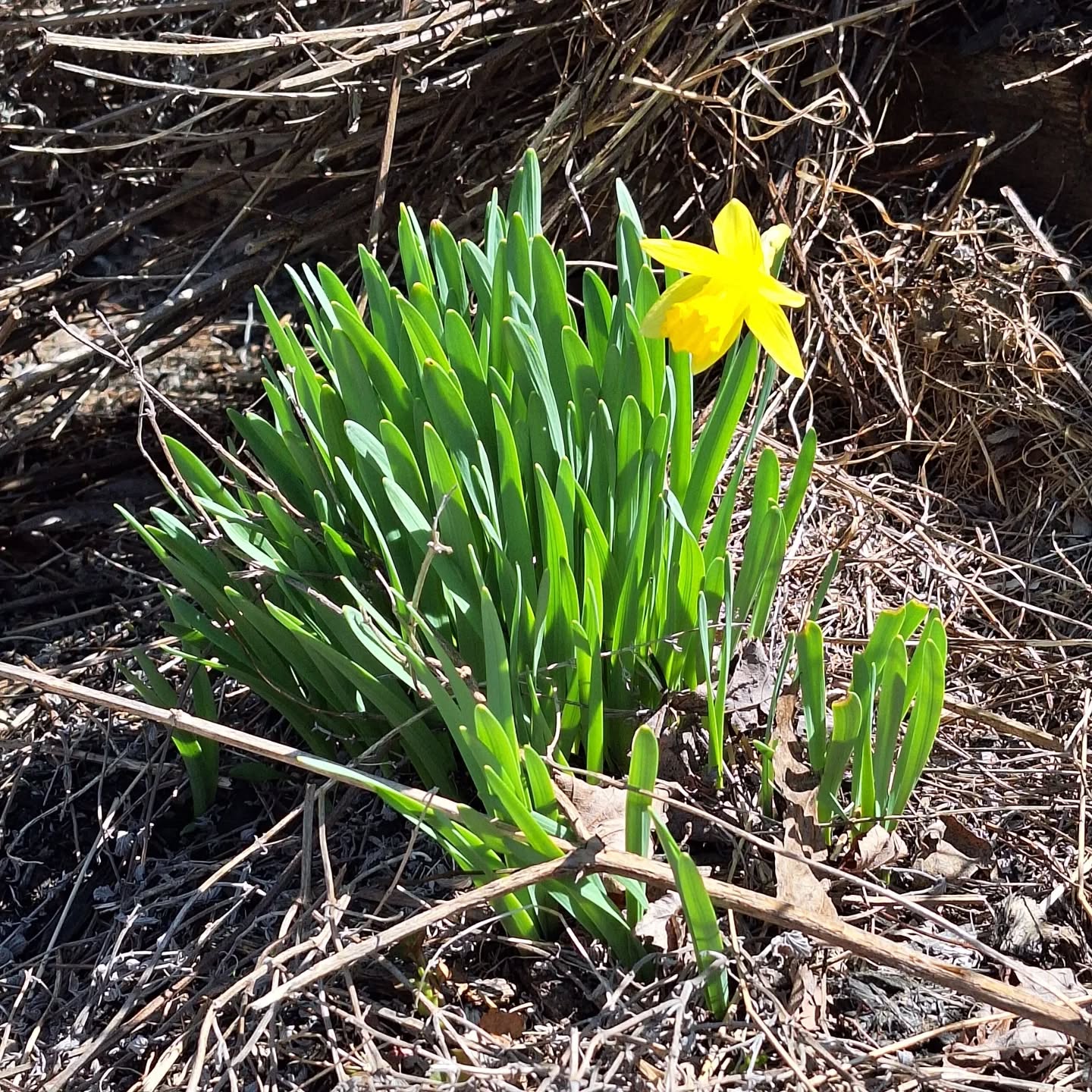 A lovely Easter surprise -- third spring here and I'd never seen this bloom before.
.
.
.
.
.
#springflowers🌸 #springtimeinmaine #springgardening