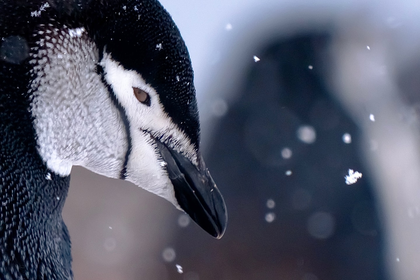 Manchot à jugulaire,
Dans le silence glacé, il observe.
Libre, sauvage, et infiniment présent.
Un instant rare où la nature vous regarde en retour.
#wildlifephotography #animalportrait #birdsofinstagram #naturelovers #wildlife_perfection #naturephotography #bird_brilliance #animalelite #wildlifeonearth #planetbirds #bestbirdshots #nature_seekers #birdwatching #wildlife_shots #naturemagic #birds_captures #eye_spy_birds #earthfocus