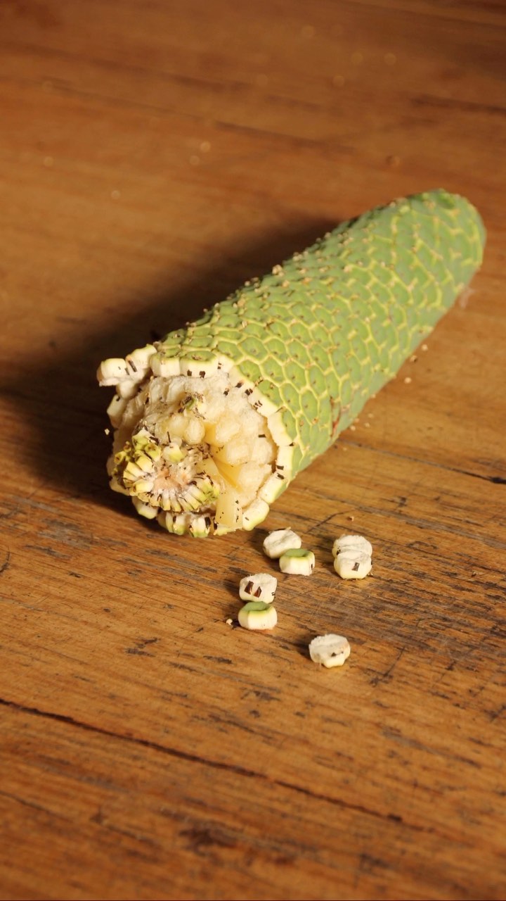 Ever wondered why it’s called Monstera DELICIOSA, or commonly ‘fruit salad plant’?
Well, one reason is because it’s DELICIOUS & It tastes like mixed fruit!
When we reopened the shop here at 245 Lygon back in 2019 we planted a juvenile Monstera only a few inches tall into the ground near the back roller door.
Now, 6 years later it’s an absolute MONSTER which provides us with a bunch of fruit every year.
The fruits take several months to ripen and are toxic up until that point, but when they do, all that waiting is worth it. A sweet aroma fills the air around the plant and the fruit breaks away easily.
It has a custardy soft texture and tastes like a cross between a banana/pineapple/passionfruit with some citrusy undertones.
Monstera deliciosa, not just a pretty face. 🍭