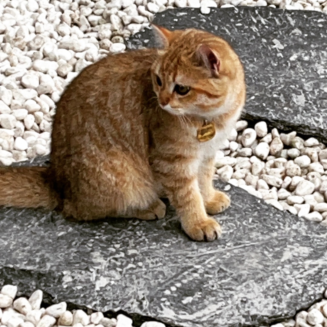 🐾 Join Pets & Tales - NYC's coolest pet crew sharing memes, pranks, and pet care tips! Share your kitty's mischief, reveal your dog's "little troubles" or show off your pet's Instagram fame. Let's turn every day into a pet adventure! 🎉🐱🐶✨#PetTale #PetLovers #PetCommunity #PetOfTheDay #DogLovers #CatLovers #FurryFriends #PetLife #PetStory #mypetmylife