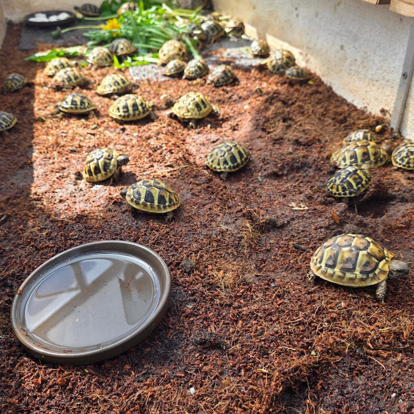Some of our hatchlings after a good spray down.
#midlandtortoise #tortoise #Tortoise #tortoisekeeper #tortoiseofig #tortoiseofinstagram #tortstgram #tortoiselife #reptilesofinsta #reptilesofig #repstagram #pets #reptile #schildkröte #hatchlings #hatchling #babytortoise #captivebred #hermantortoise #hermanniboettgeri #hermannihermanni