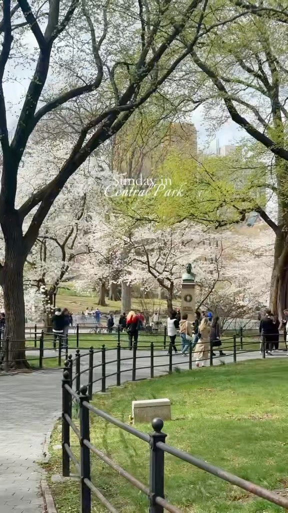 Counting the days until warm weather & summer in Central Park
#spring #sundayfunday #sundayreset #sundaynight #nyc #centralpark #centralparknyc #springnyc #springcentralpark #cherryblossom #cherryhill #cherryblossomsnyc🌸