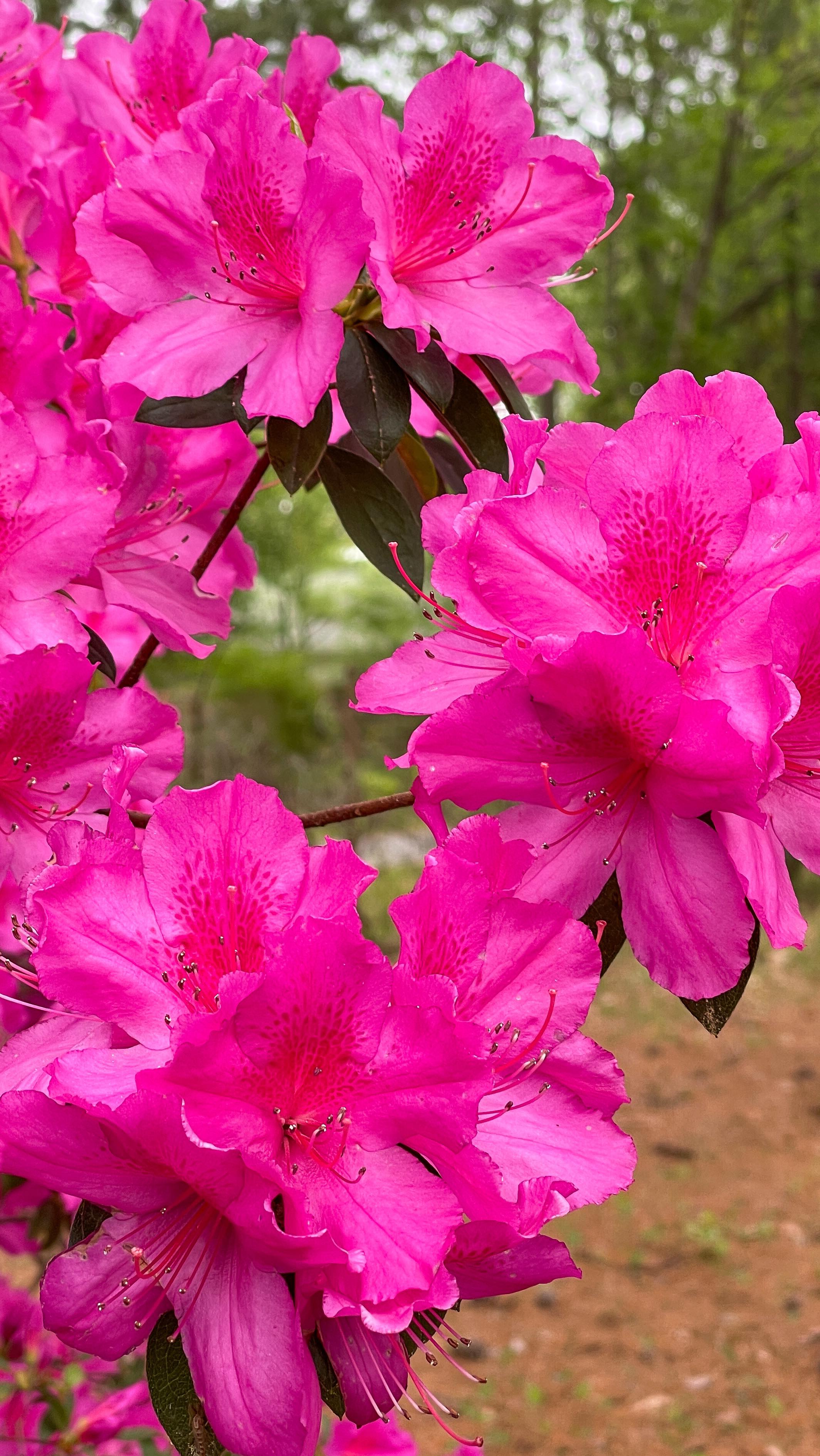 Come and already gone. 🌸🌺