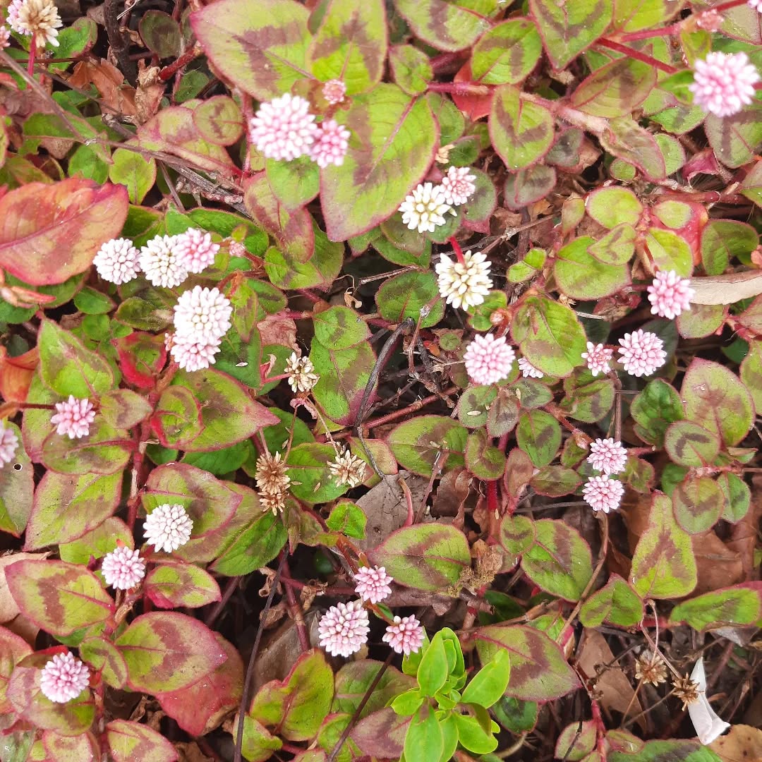 "The way to heal is already in the wound." ~ Hector Aristizábal
Pink knotweed in remembrance of David Hillard; Oakland, CA 2025