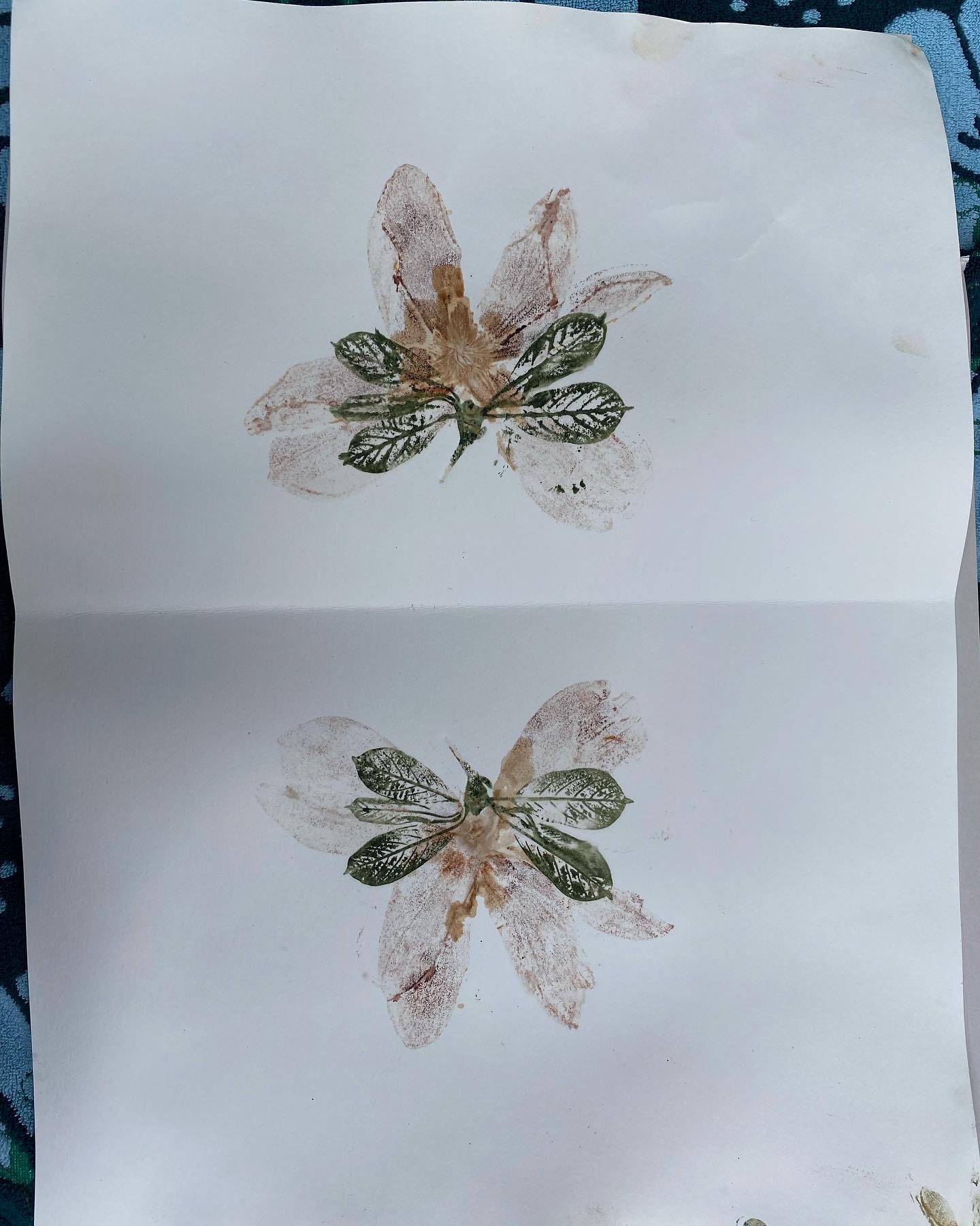 Botanography led a workshop for undergraduate students studying plants of @swarthmorecollege arboretum. With different printing methods, they wrote stories about their plants. Students explored cultural and biological aspects of plants. So many beautiful prints!