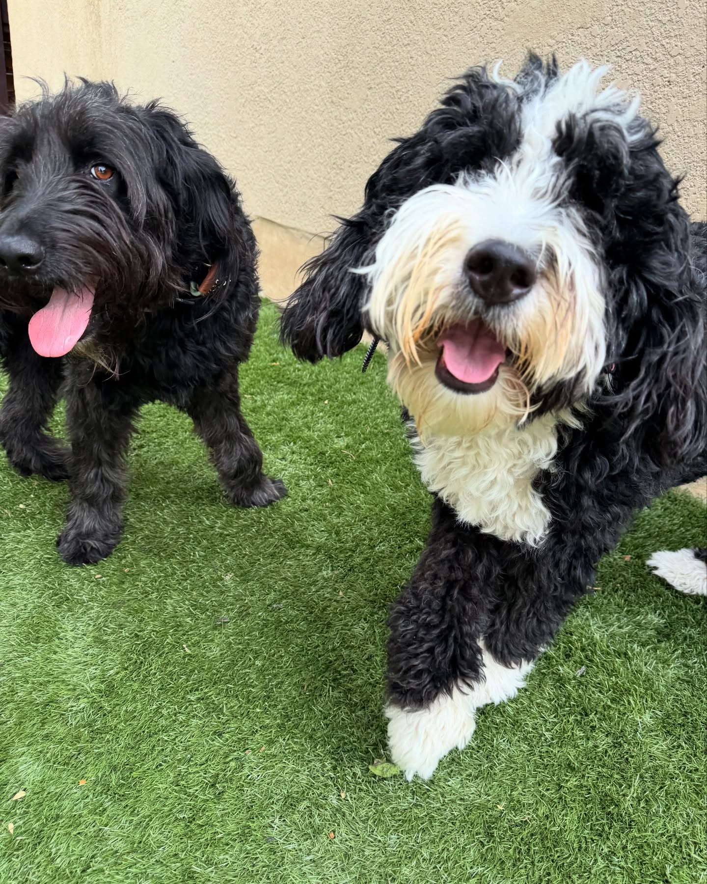 Roxy & Rigsby are a playful pair!
#doodles #goldendoodle #dogs #petsitting #boerne #fairoaksranch
