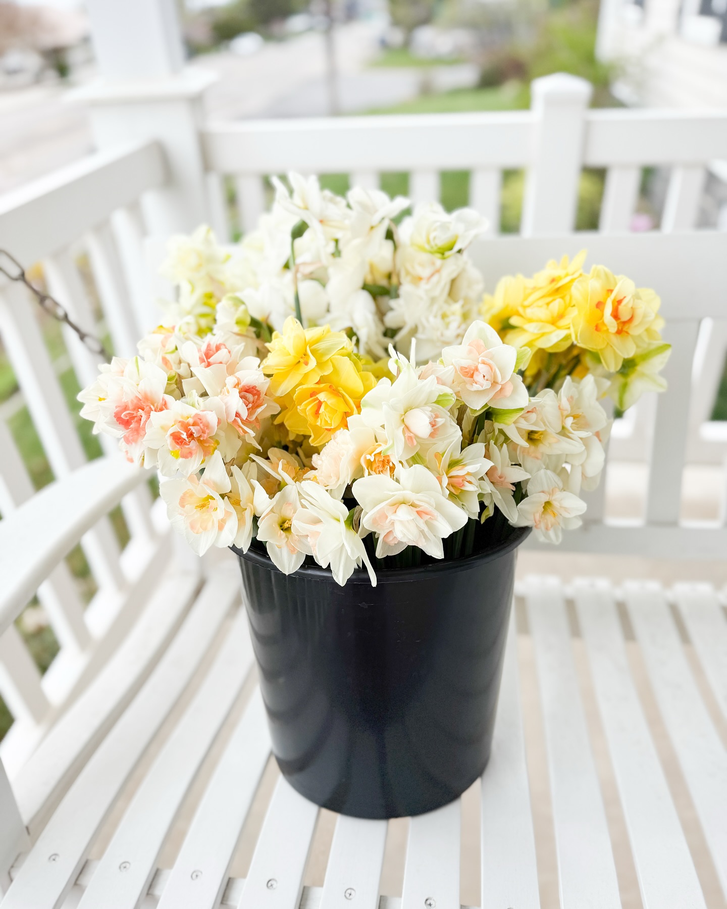 It’s all their fault. Yep, it all started with daffodils. Or should I say “specialty fragrant narcissus?”
When people ask me how/why I got started in flower farming, I tend to recite the story you can find on my website. Which is true, but leaves out some details.
It was early spring of 2018. We had just decided to move to Utah due to a job offer we’d been waiting months for. I fell in love with a house I found on Zillow, mostly due to the yard. One acre lots are hard to come by in Provo, and this one was a blank slate. So even before we had made an offer (that’s a story for another day) I started looking for all the beautiful things I could plant in this yard that wasn’t even ours yet.
I was scrolling on Pinterest, and I kept pinning all these amazing daffodils. Come to find out they were all pinned by @floretflower and so I started following on instagram. Erin had just published her first book, which I promptly ordered.
After weeks of negotiations, the house was ours. That first year I devoured “Cut Flower Garden” and even won a giveaway away of daffodils on the Floret Blog. Spring of 2019 came, and I was hooked. Those specialty narcissus were some of the most beautiful (and fragrant) flowers I had ever grown. By the end of 2019, plans were in motion to turn our yard into a flower farm, and the rest is history.
So you see, it was all because of the daffodils. We grow and harvest over 1000 of these beauties each spring, and I’m not sad about it.
#specialtyfragrantnarcissus #daffodils #utahflowerfarm #makeutahbloom