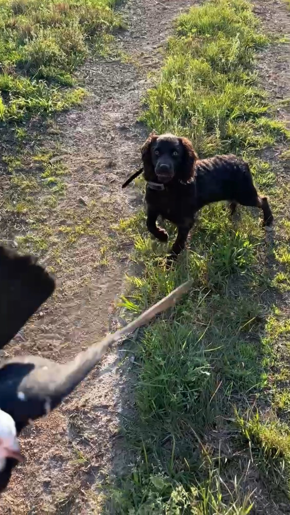 Harper, a Boykin, learning on and off leash controls + intro to live birds / shots. Shes looking great after her first several weeks.
.
.
.
#schillingsgundogs #schillingsgundogstraining #sgdtraining #obediencetraining #schillingsgundogsobedience #sgdobedience
#uplanddogtraining #uplanddogtrainer
#gundogtraining #gundog #birddogtraining #birddog #retriever #retrievertraining