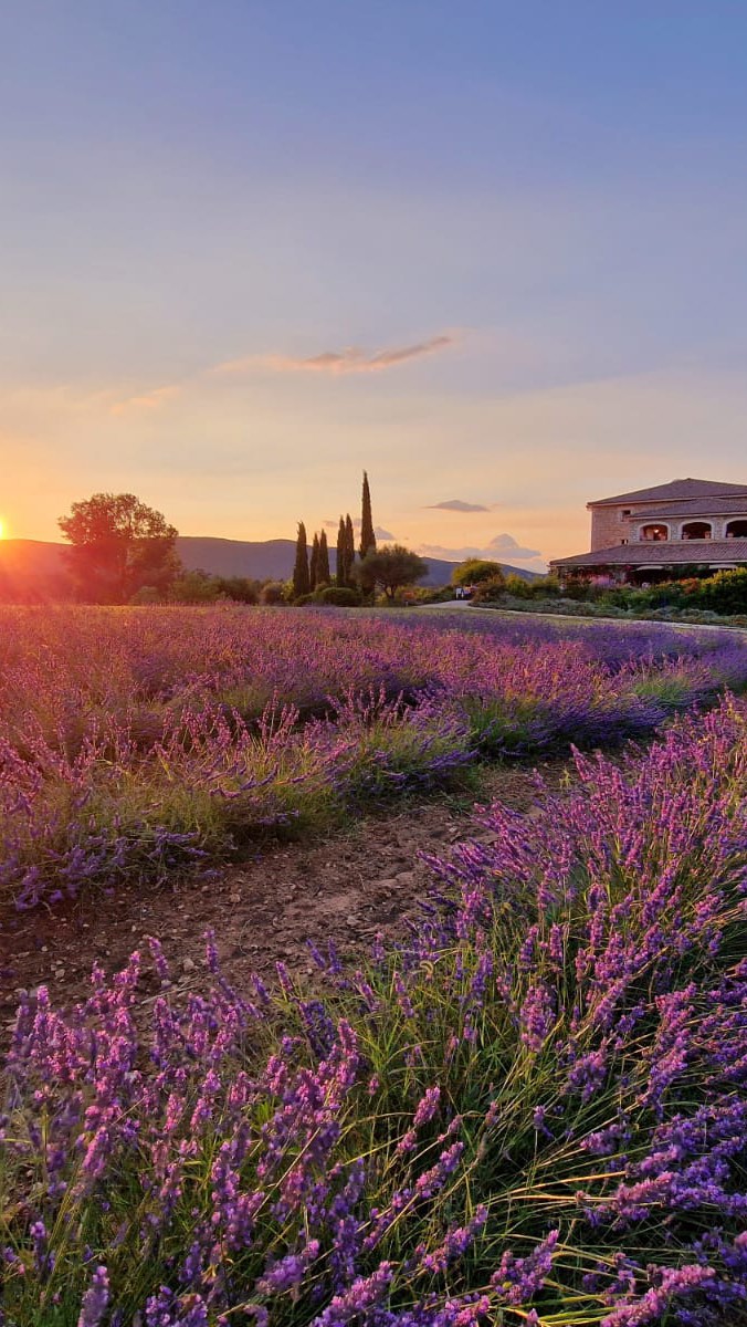 Manche Wochen riechen nach Erinnerung. Unsere – nach Lavendel. 💜
Stell dir vor, du läufst durch ein Meer aus Violett. Über dir fliegen Schmetterlinge, in der Luft liegt dieser unverwechselbare Sommerduft… und im Hintergrund glitzert das Frigoulet im Abendlicht.
Diese Tage vergisst du nie – du fühlst sie.
🌿 Unsere Lavendelwochen:
🗓️ 28. Juni bis Mitte Juli
🏡 Noch wenige Zimmer frei
👉 Jetzt buchen & eintauchen in die wohl duftendste Zeit des Jahres.