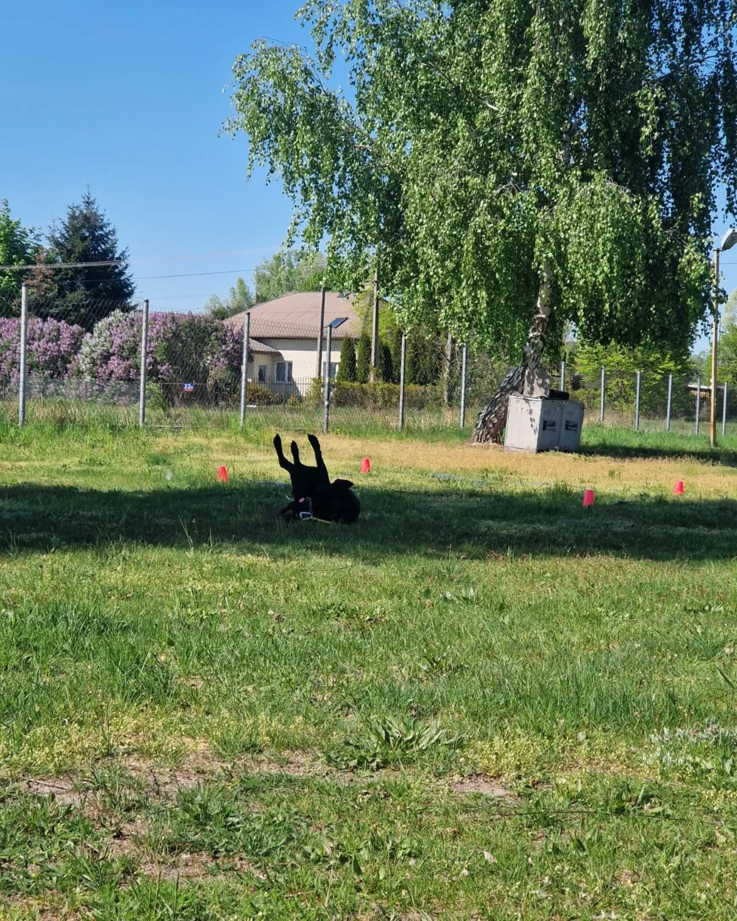 Weekend pełen spacerów, zabaw i odpoczynku za nami!
Zajrzyjcie do naszej galerii i zobaczcie, jak nasi hotelowi goście spędzali ostatnie dni.
Które zdjęcie najbardziej Ci sienpodoba Daj znać w komentarzu!
#merdumerdu #hotelpsa #hotelpsów #opiekadlapsa #pieswhotelu #dogwalker #warszawa #nowydwormazowiecki #Leoncin #petsitter #szczęsliwypies #doghotel #psieszczęście
