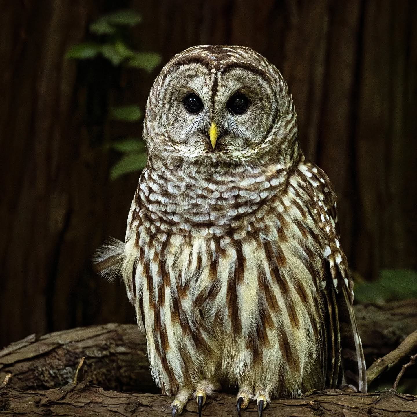 Who who are you ?
Barred owl I came across in Stanley Park, Vancouver .
@aneyefordetails
#bird #birds #birdphotography #birdsofinstagram#animalsofinstagram #wildlifeofinstagram #wildlifephotography #nature #naturephotography #wild_perfection #wildlifeaddicts #nikon #bns_birds #planetearth #nationalgeographic #saveourplanet
