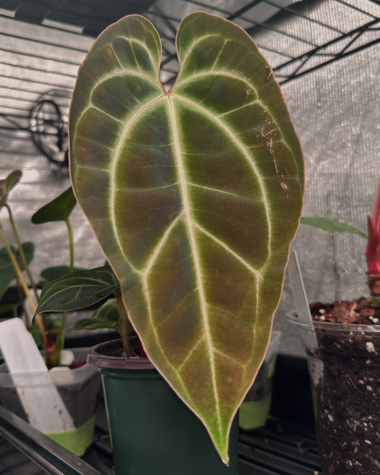 Anthurium Besseae
#anthuriums #anthuriumbesseae #aroidlover #aroidsociety #aroidaddict #aroidsofinstagram