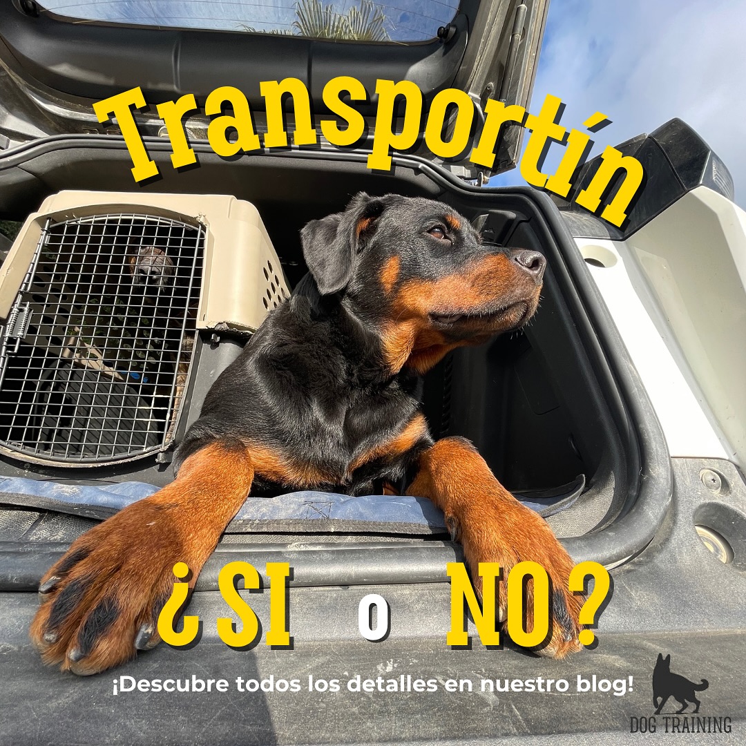 ¿Qué es realmente un transportín? ¡Todo lo que necesitas saber!
En nuestro blog te contamos en qué consiste, qué usos se pueden dar y qué aspectos se tienen en cuenta a la hora de incorporarlo.🤔
📖 Descubre todos los detalles aquí:
🔗 www.thedogtraining.es
💬 ¿Conocías todos estos usos del transportín? ¿Lo has utilizado alguna vez con tu perro? ¡Te leemos en comentarios!
❤️ Guarda este post para cuando lo necesites y compártelo con quien quiera saber más sobre este recurso.
~
#transportinperros #educacioncanina #bienestaranimal
#dogtraining #perrosfelices #vidacanina #adiestramiento #educadorcanino