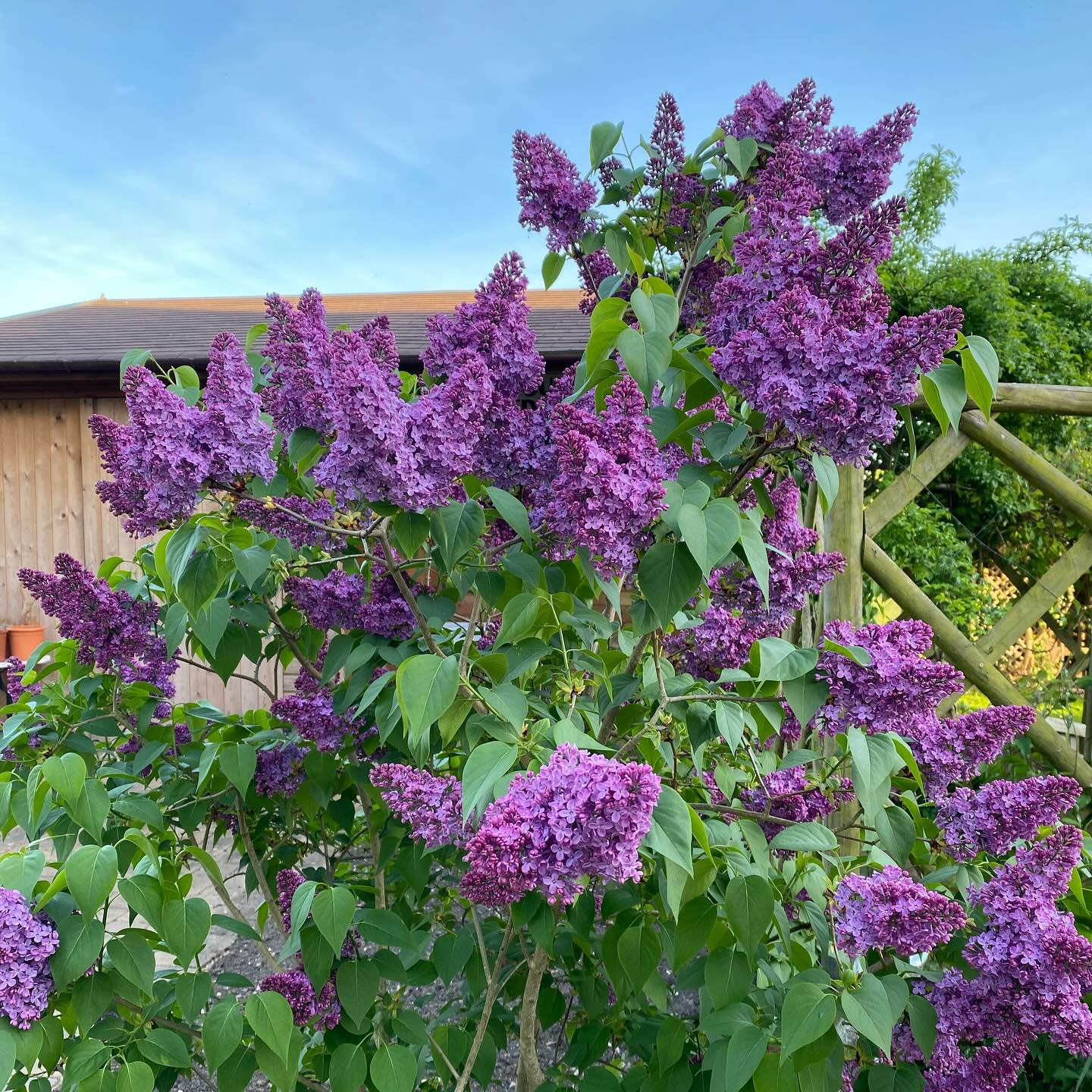 We renamed our house The Lilacs 3 years ago after we moved in. There were no lilacs on the site but I love them and knew that there would be …. at some stage.
Two years ago we were our first lilac and it has thrived in its new home - pic 1. And if only you could smell it ❤️
But one lilac does not The Lilacs make!
Last year one of my husband’s clients was redoing their garden and had a lilac in the border. There was some root damage and its position is not the best - not full sun and quite heavy soil. It’s not been in its new home for 12 months yet (pic2) so not sure whether the low number of panicles (such a cool word!) is due to transplanting or position. Will give it a good prune and enrich soil after flowering this year.
So then The Lilacs did make sense - but I would like more ….
And lo and behold, a plant that only came up two years ago in the trellis between a honeysuckle and dog rose, has finally bloomed (pic 2) and we have a white lilac too!! This has grown from nothing to 8 foot in two years once I cleared the trellis and it was very close to getting the chop this year because I wasn’t sure if it was a lilac and it had never flowered. Thank goodness I haven’t had the time to get round to that!
If anyone has any tips on propagating from lilac suckers then I am all ears!!
#cutandaltergarden #lilacs #springtime #springuk #springflowers #scentedgarden