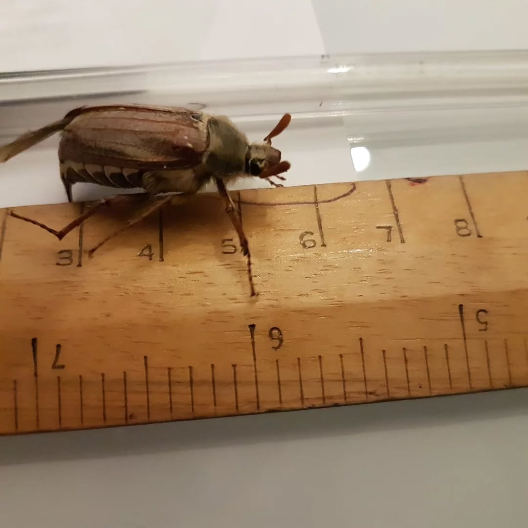 It's a maybug, aka cockchafer/doodlebug and is meant to symbolise "a sense of comforting change, a reminder to embrace the Now moment and appreciate the beauty of nature" ..
It did get a bit of a bashing off either a cat paw or dog nose before I found it, or perhaps it was just a bit weather beaten. Not seen many before. Have you?