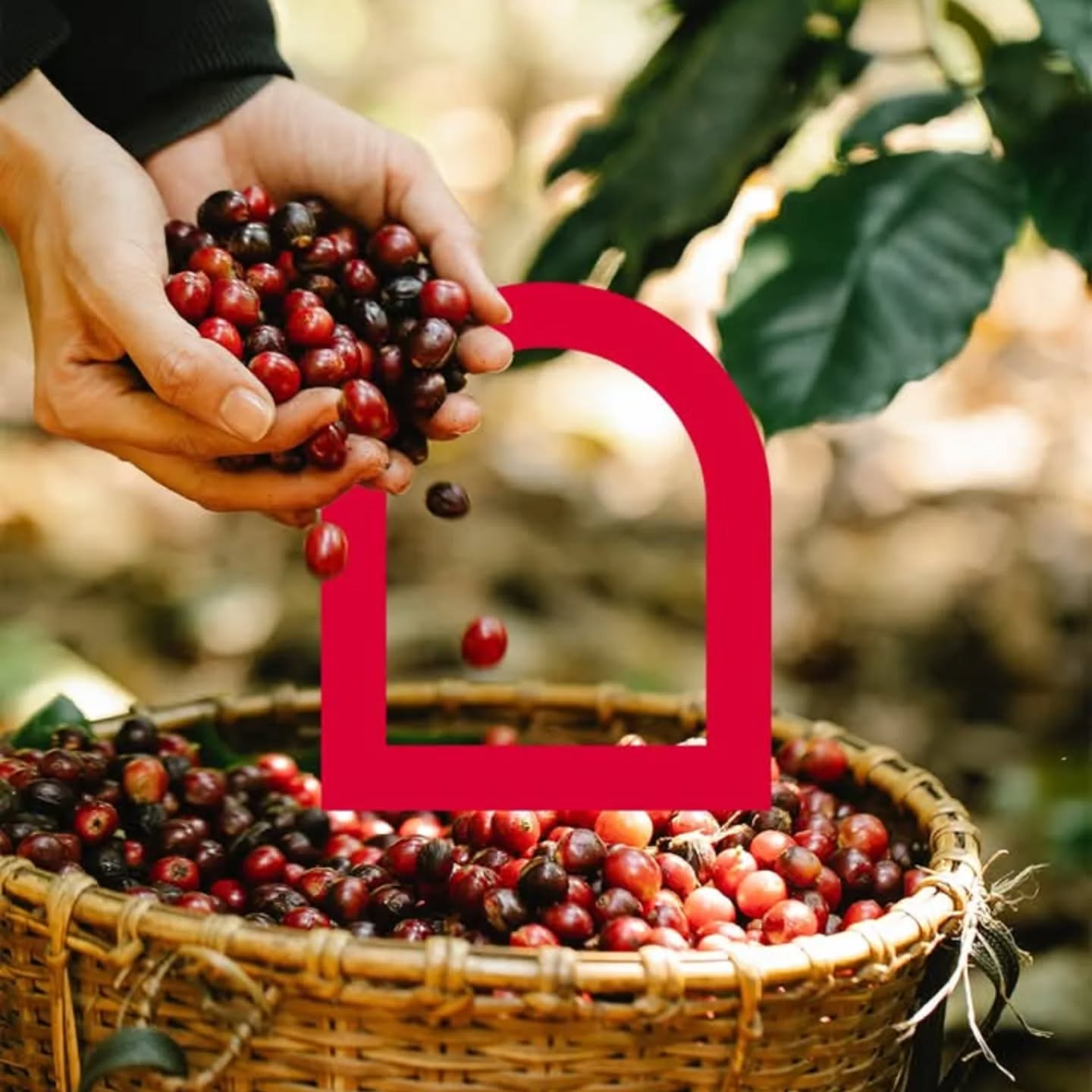 Minden bogyó a Molinari Kávé eredeti ízét formálja, kézműves munkával és tapasztalattal. ☕️