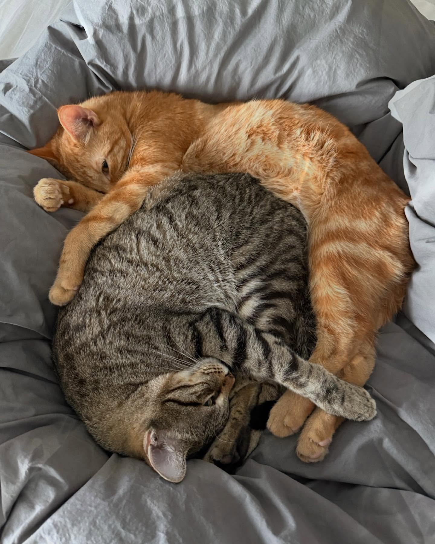 Friday vibe after a long but productive week. If I don’t answer, I’m napping for a few days.
Happy weekend, friends!!! 🥰
#fridayvibe #catlifeishard #readyfortheweekend