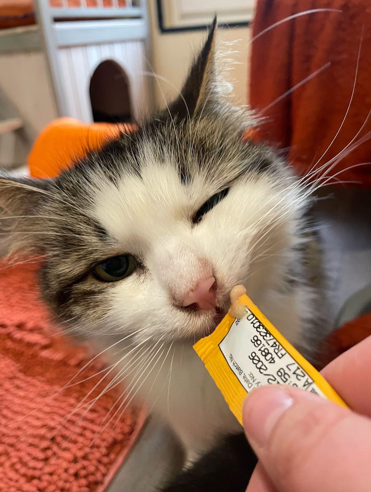 Lickylicks 💦
#catlife #cathotel #catboarding #hungrykitty #lickylicky #catlovers #fluffycat