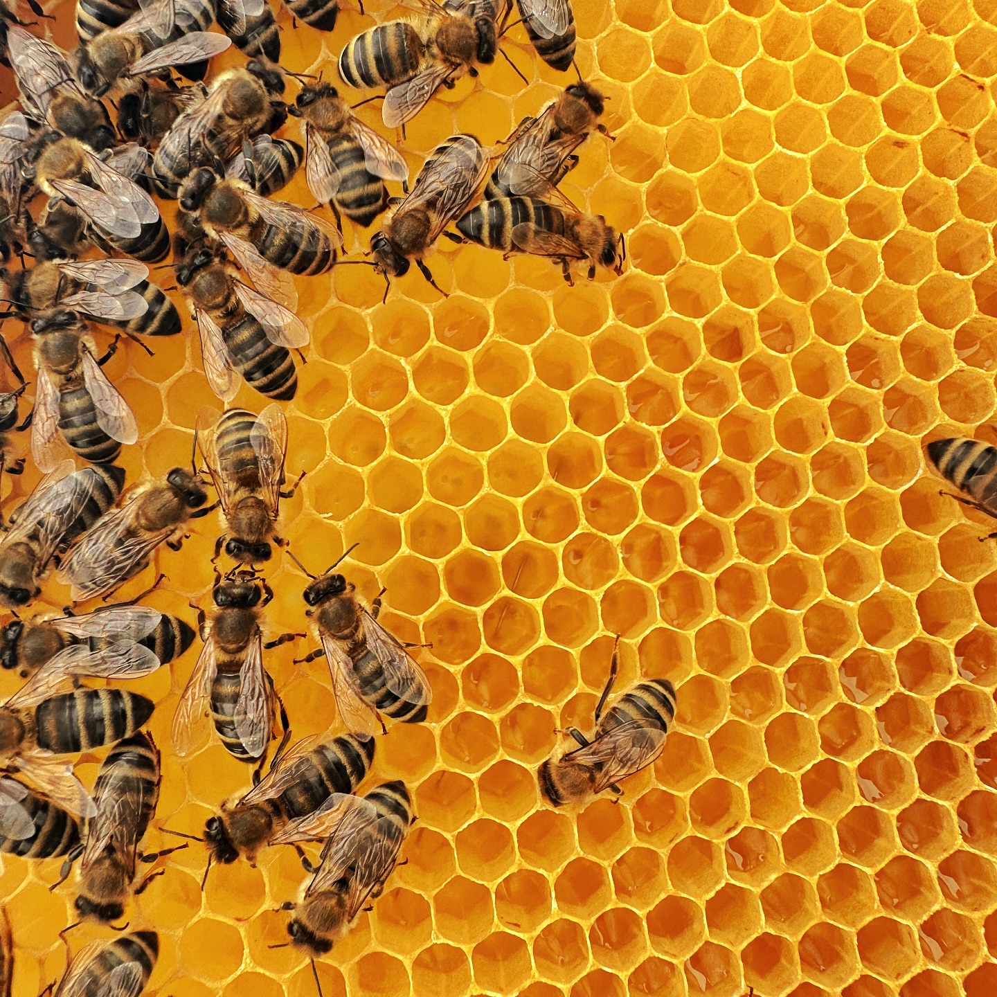 Im Honigraum wird schon fleißig
Nektar eingetragen. 😊
Die ausgebauten Waben vom Vorjahr werden von den Bienen vorher gereinigt & ausgebessert.
Los geht’s! 🥳💪
*
*
#Bienenliebe
#Imkerei
#Honigraum
#Bienenvolk
#Nektarzeit
#Honigbienen
#Bioimkerei
#Stammersdorf
#WienImkert
#BieneninWien
#ImkernmitHerz
#Frühtracht
#RegionalerHonig
#Bienenpower
#EchterHonig
#NatürlichImkern
#BeekeepingAustria
#Stadthonig
#Imkerleben
#WienerHonig