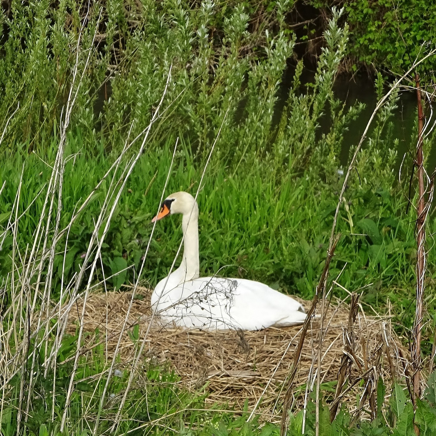 Out on the Lugg Flats, east of Hereford, I see a Swan on a nest and an older nest up in a canopy. I’ve taken lots of pictures of nests, but it got me thinking again about how they make me feel. With their beauty and intricacy, what do they represent?
Well, symbolically, a nest often stands for home, safety, and nurturing - a place where life begins. But there’s also this deeper sense of transience to them. I mean, birds don’t stay in their nests forever - they build them with care, raise their young, and then leave. So, a nest can represent a temporary refuge, cycles, or the courage it takes to let go, which we all struggle with to some degree.
There’s a spiritual side to them, too. Just look at their intricacy and the creation of them. They use whatever they can find - twigs, feathers, string - and turn it into a sanctuary. There’s a beauty in the resourcefulness and in the art of making something meaningful from the seemingly mundane.
So, the lesson is don’t overlook things – a short walk when time is pressing, a tiny copse that seems to amount to nothing when in the city, and especially not people. All of them may just be the refuge you're looking for. Beyond this, they're simply a wonder to look at. #swan #swannest #nest #nesting #nature #natureenchantée #enchantment #wonder #naturephilosophy #philosophy #naturecollection #naturecollective