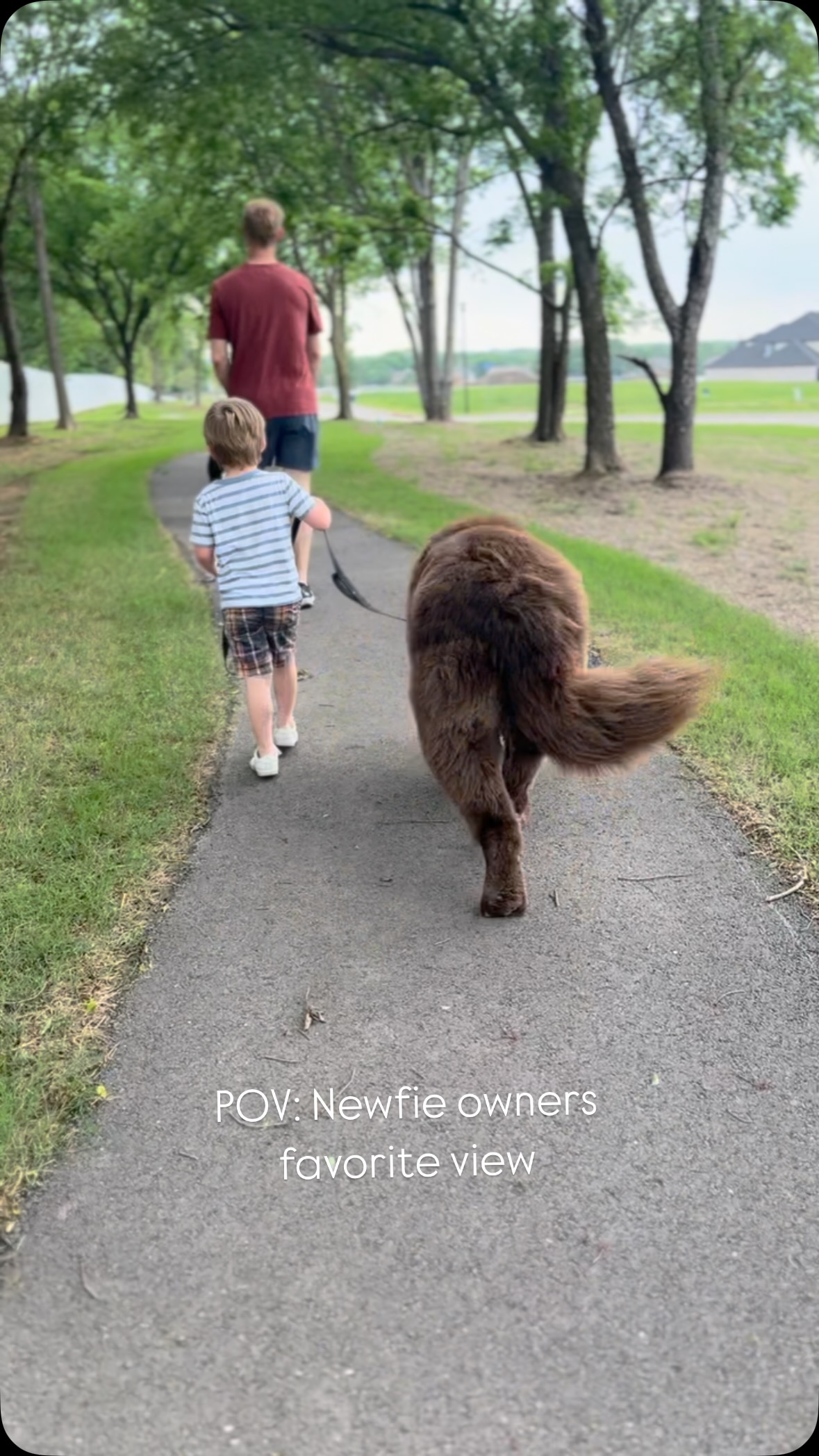 I just can’t stop staring 🤷🏽♀️
#Newfoundland #dog #dogsofinstagram #walking #wiggle #sventhedog