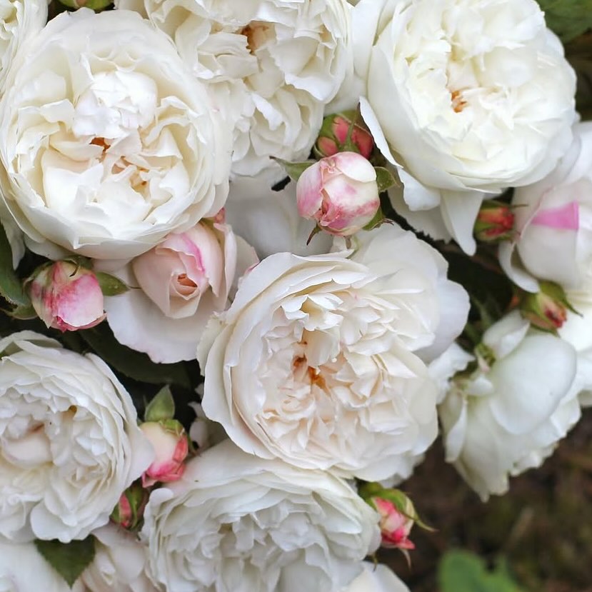 Almost always the first of our roses to start flowering each year. The sweetly scented Winchester Cathedral.
Looks lovely.
Smells lovely.
But has tiny razor sharp thorns that lodge in your skin.