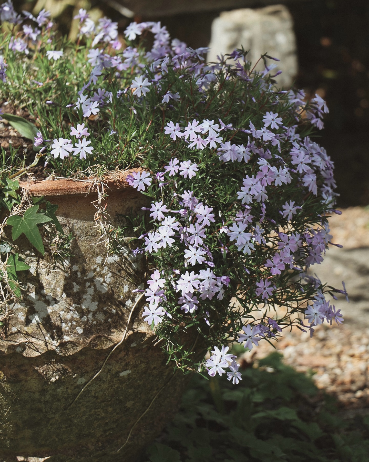 Clusters of creeping phlox spilling from sun-warmed pots 💜
#PhloxSubulata #SpringInBloom #GardensOfInstagram #EarthCapture