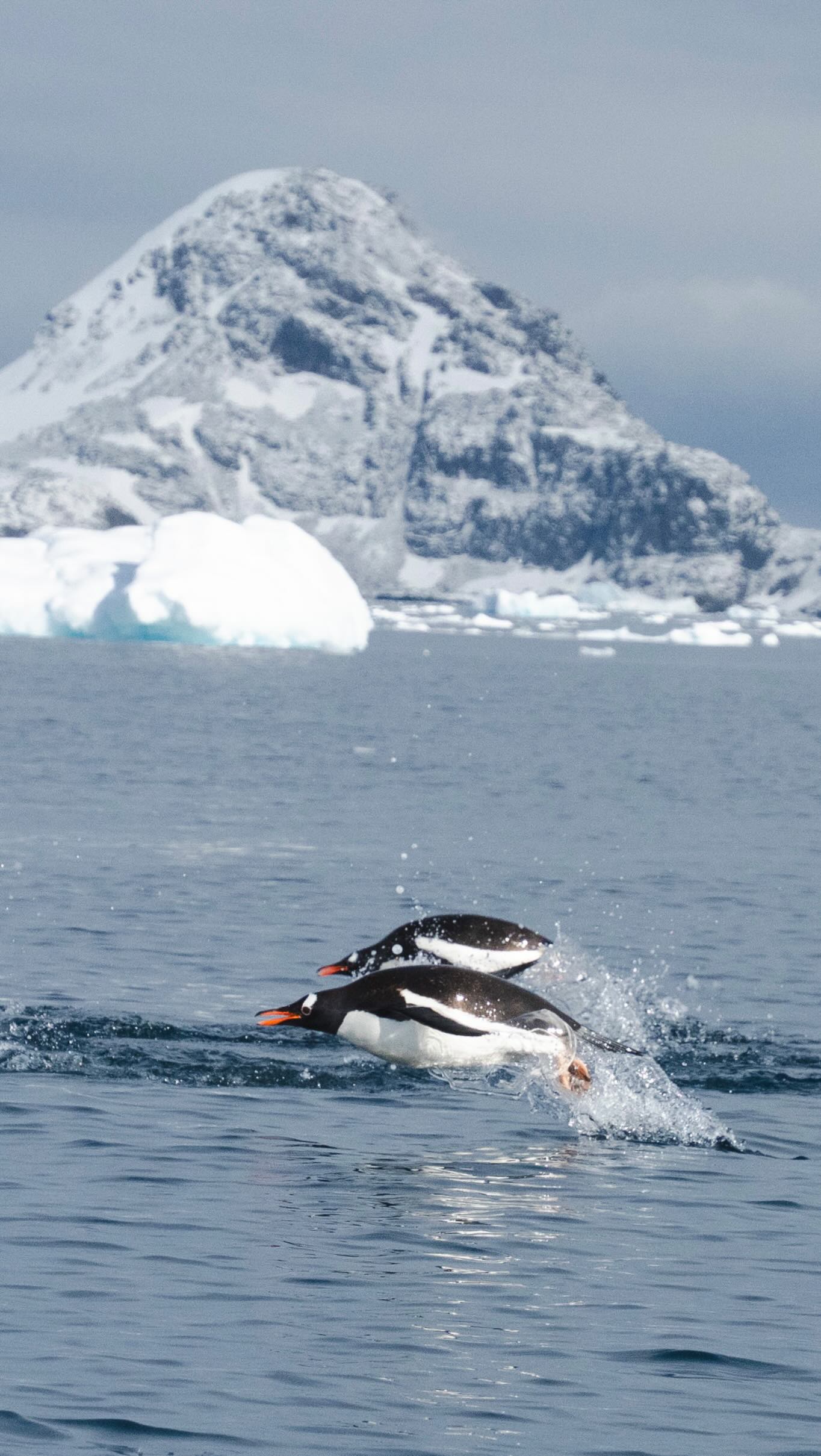 It’s World Penguin Day!
Couldn’t resist putting this little edit together. I had the most fun watching these charming creatures on my recent shoot in Antarctica for @flashpack.
There’s so much beauty to capture down there, but the penguin colonies proved to be particular distraction for me and my camera!
@poseidonexpeditions
#worldpenguinday #wildlifefilmmaking #antarctica #travelvideography #flashpack #penguins