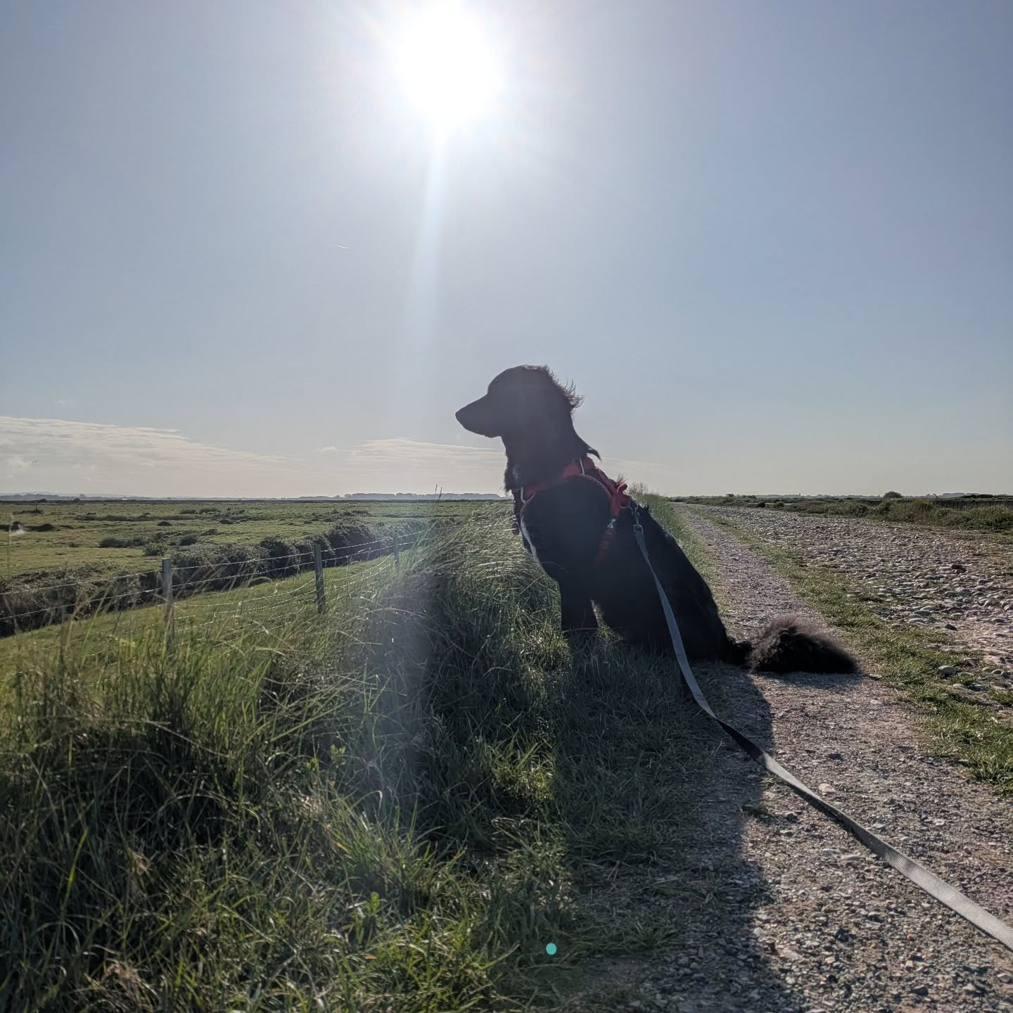 One whole year of you 🖤
All the ups, all the downs,
All the cuddles on the sofa and nibbled cushions,
Walkies and involuntarily running,
Happy greetings and sad partings,
I'm so happy that you're ours.