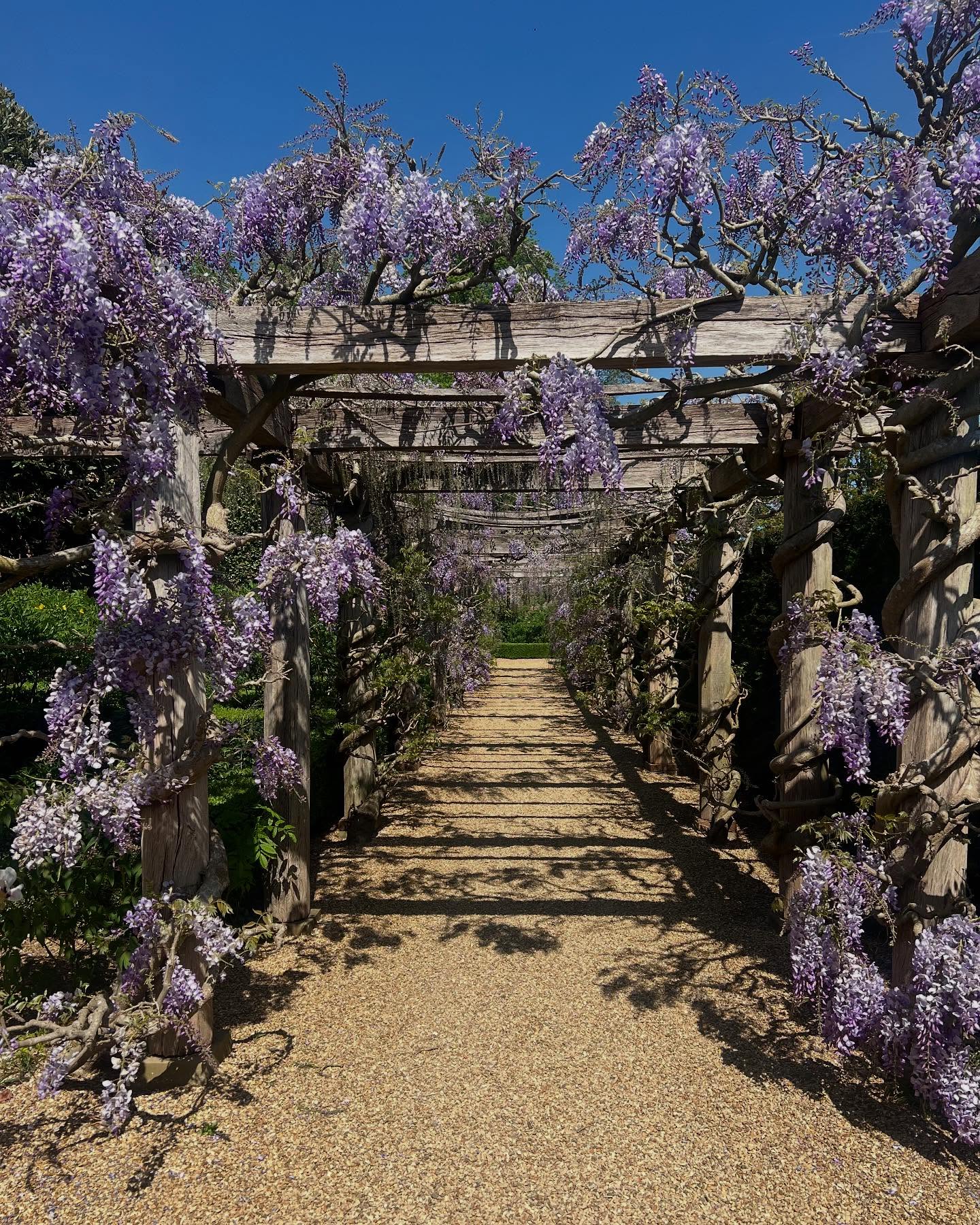 The gardens open tomorrow - £10 online, £12 on the gate and free for all those 18 and under. Link in bio