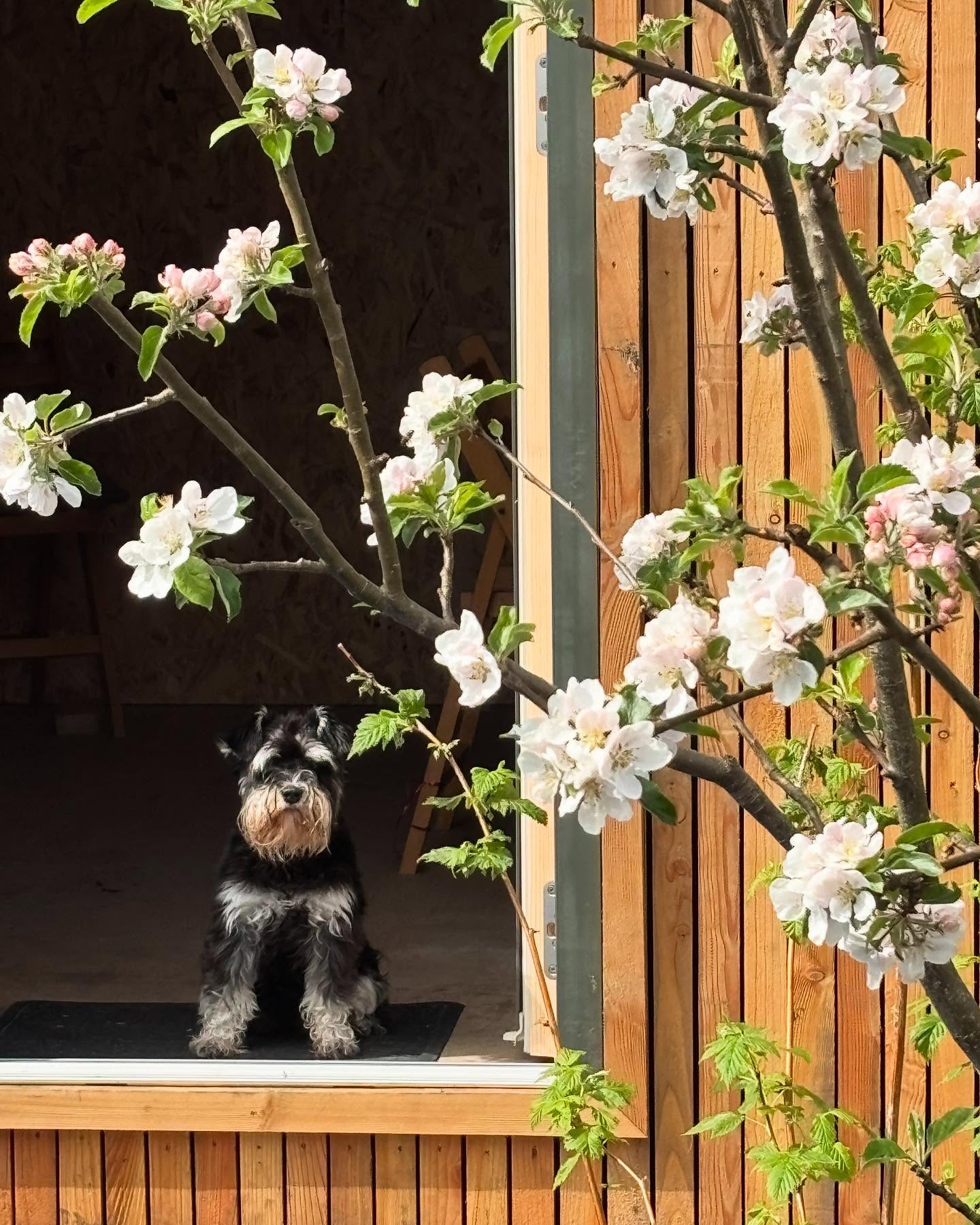 Happy Springtime! 🌱😎🌸