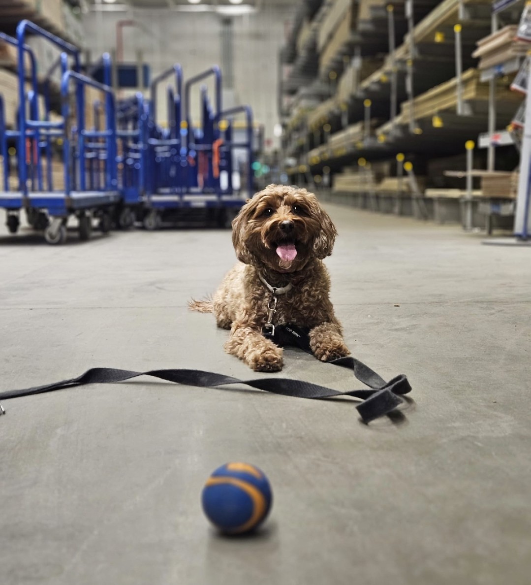 Training isn’t just about obedience—it’s about exposing your dog to new places, people and experiences. That’s why we take training sessions on the road, like this one at Home Depot! New sights, sounds and surfaces help build confidence and teach your dog how to stay focused in different environments.
The more positive experiences your dog has now, the better they’ll handle new situations in the future. Need help with socialization? Let’s train together!