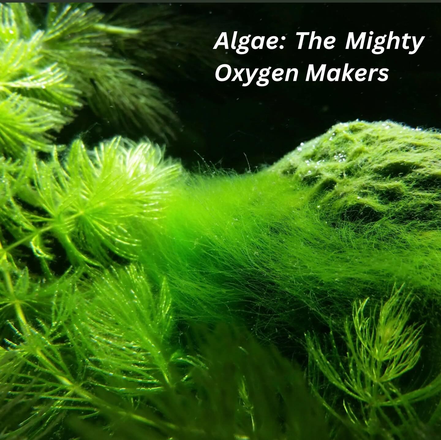 Algae produce more than half of the oxygen we breathe! Found in oceans, rivers, and even tree bark, these microscopic organisms are crucial to balancing Earth’s ecosystems.
Source: How much oxygen comes from the ocean?