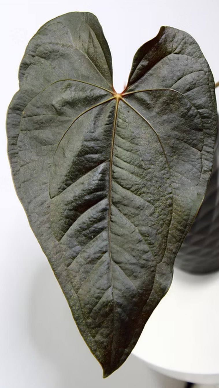 Letās be real; corporate sucks. Owning your own biz while broke sucks even more. But at least the only pricks I deal with are cactišµ #easylikesundaymorning #plantshop